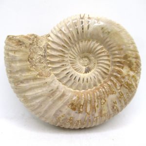 Perisphinctes Polished Ammonite from Madagascar #36