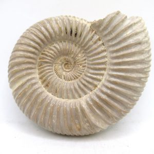 Perisphinctes Polished Ammonite from Madagascar #37