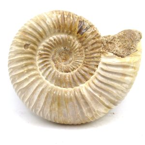 Perisphinctes Polished Ammonite from Madagascar #38