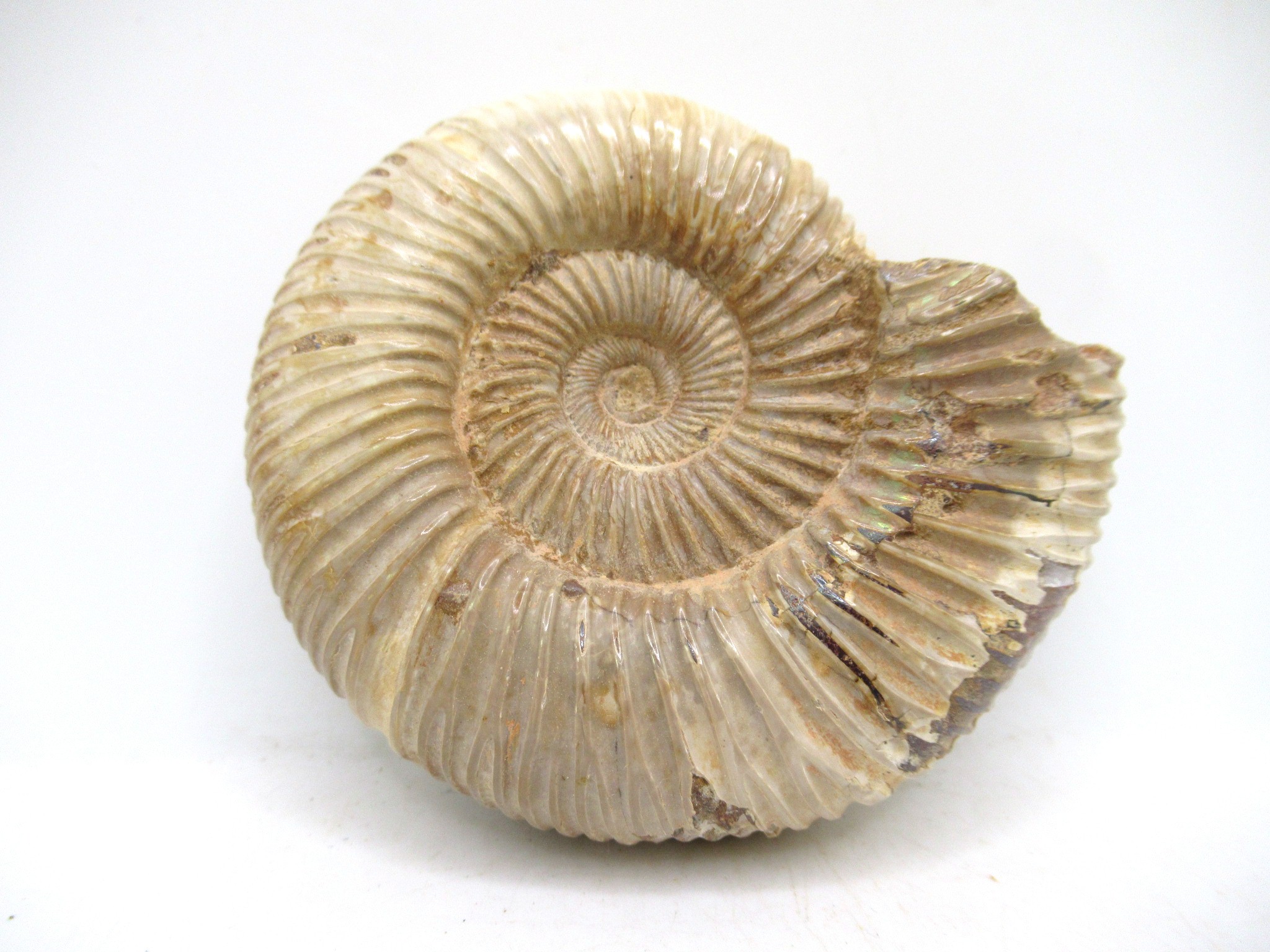 Madagascar Jurassic Perisphinctes Ammonite 40 | Fossils for Sale Genuine Jurassic Age Perisphinctes Ammonite For Sale from Madagascar #40