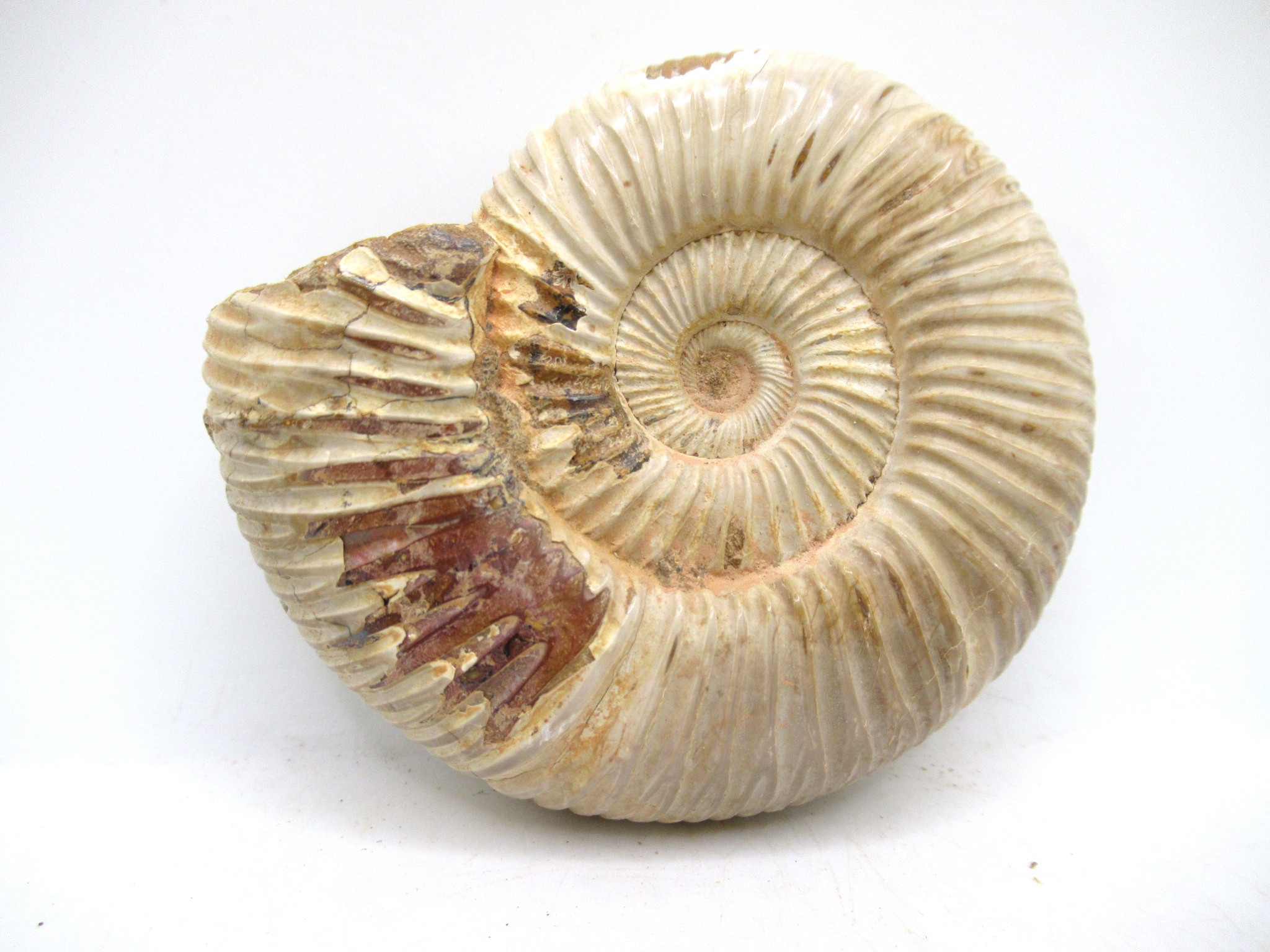Madagascar Jurassic Perisphinctes Ammonite 40a | Fossils for Sale Genuine Jurassic Age Perisphinctes Ammonite For Sale from Madagascar #40a