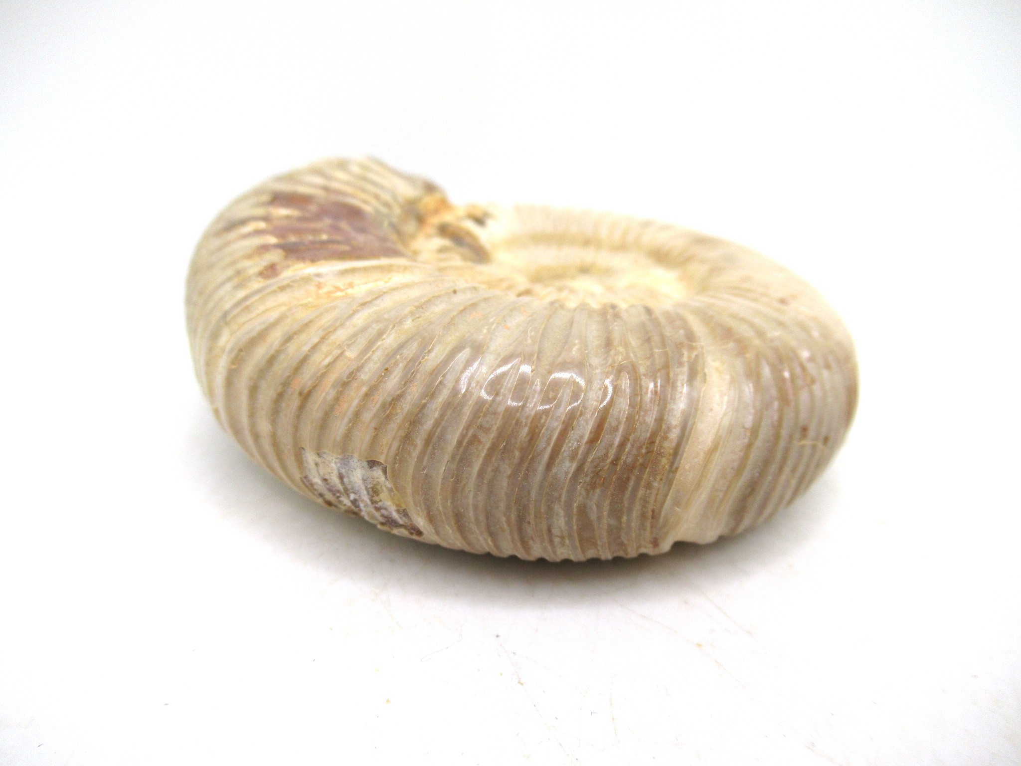 Madagascar Jurassic Perisphinctes Ammonite 40b | Fossils for Sale Genuine Jurassic Age Perisphinctes Ammonite For Sale from Madagascar #40b