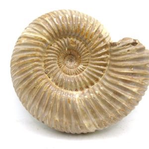 Perisphinctes Polished Ammonite from Madagascar #41