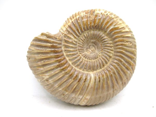 Perisphinctes Polished Ammonite from Madagascar #41 - Image 2