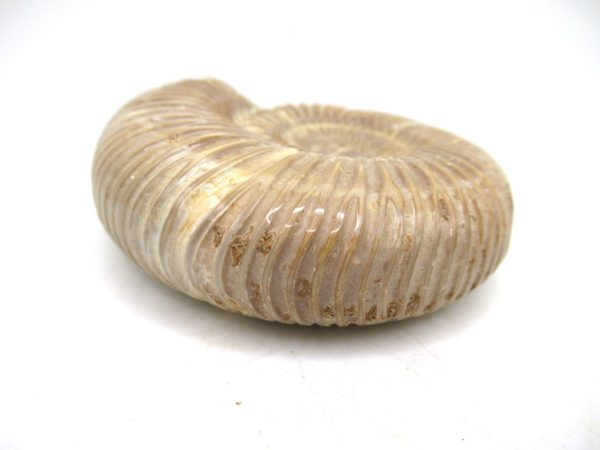 Perisphinctes Polished Ammonite from Madagascar #41 - Image 3