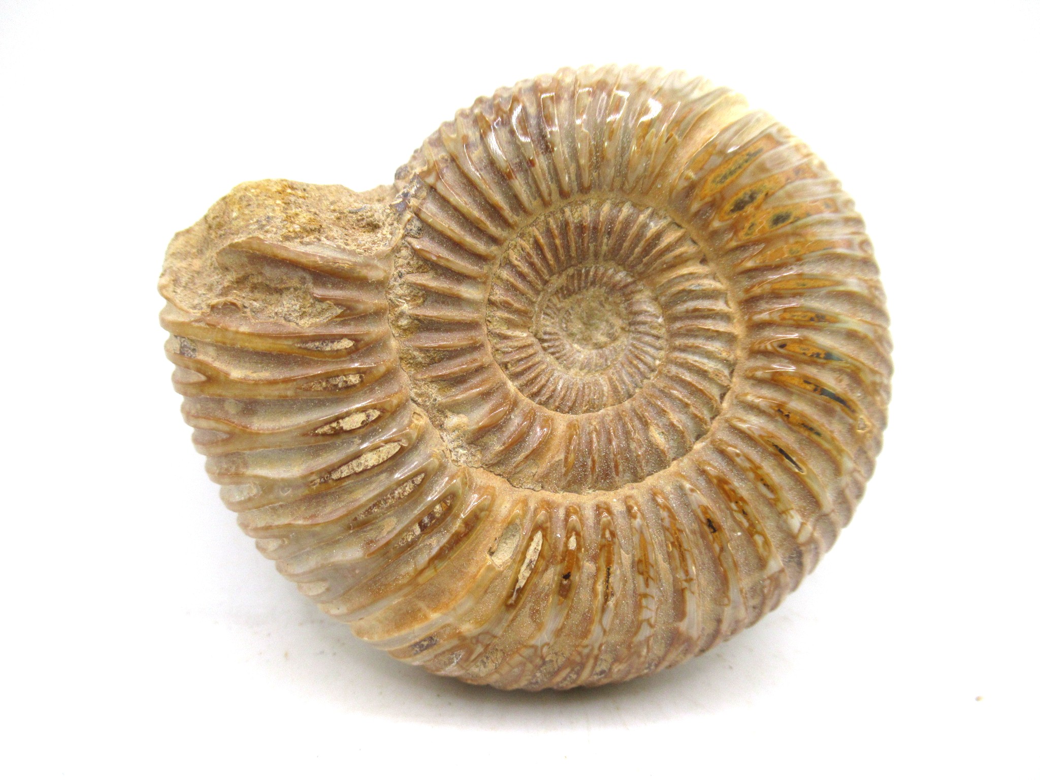 Madagascar Jurassic Perisphinctes Ammonite 42 | Fossils for Sale Genuine Jurassic Age Perisphinctes Ammonite For Sale from Madagascar #42