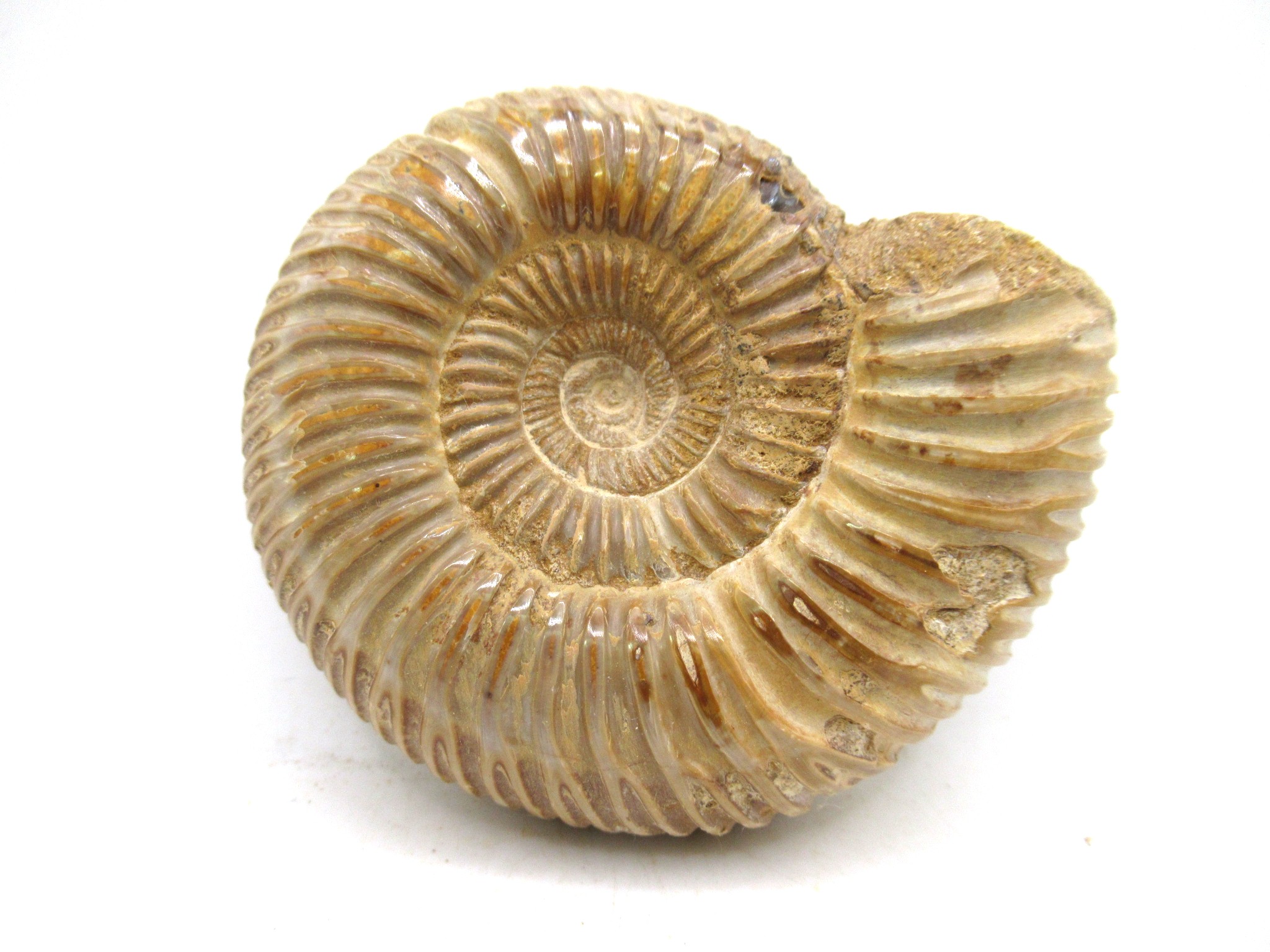 Madagascar Jurassic Perisphinctes Ammonite 42a | Fossils for Sale Genuine Jurassic Age Perisphinctes Ammonite For Sale from Madagascar #42a