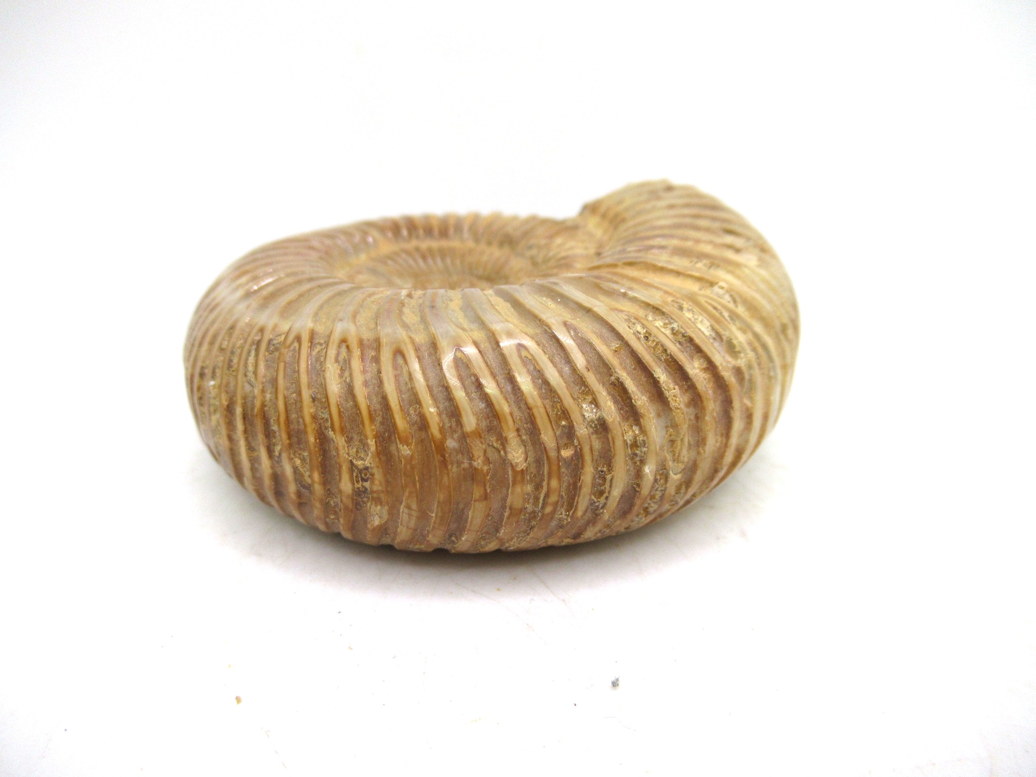 Madagascar Jurassic Perisphinctes Ammonite 42b | Fossils for Sale Genuine Jurassic Age Perisphinctes Ammonite For Sale from Madagascar #42b