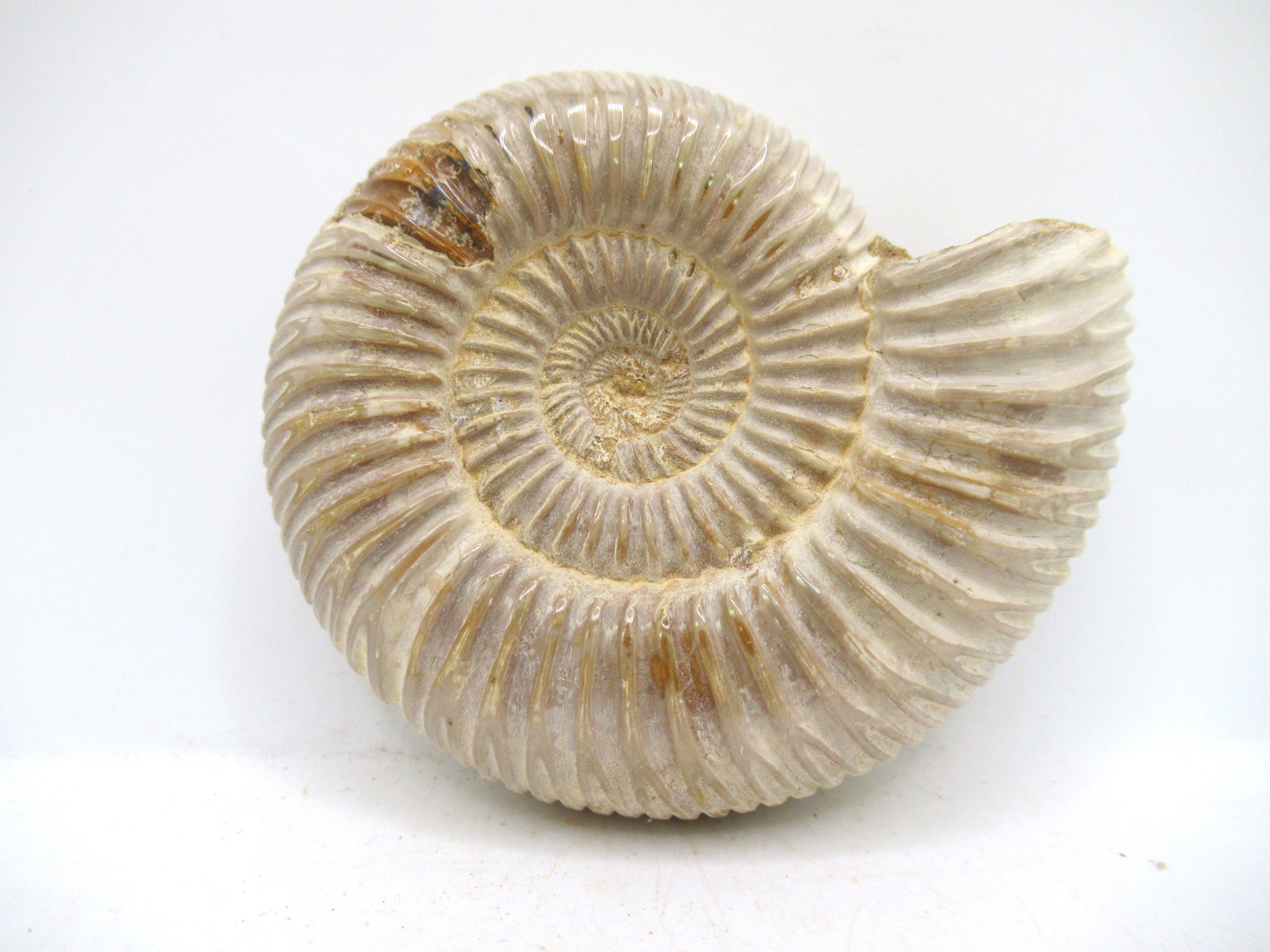 Madagascar Jurassic Perisphinctes Ammonite 43a | Fossils for Sale Genuine Jurassic Age Perisphinctes Ammonite For Sale from Madagascar #43a