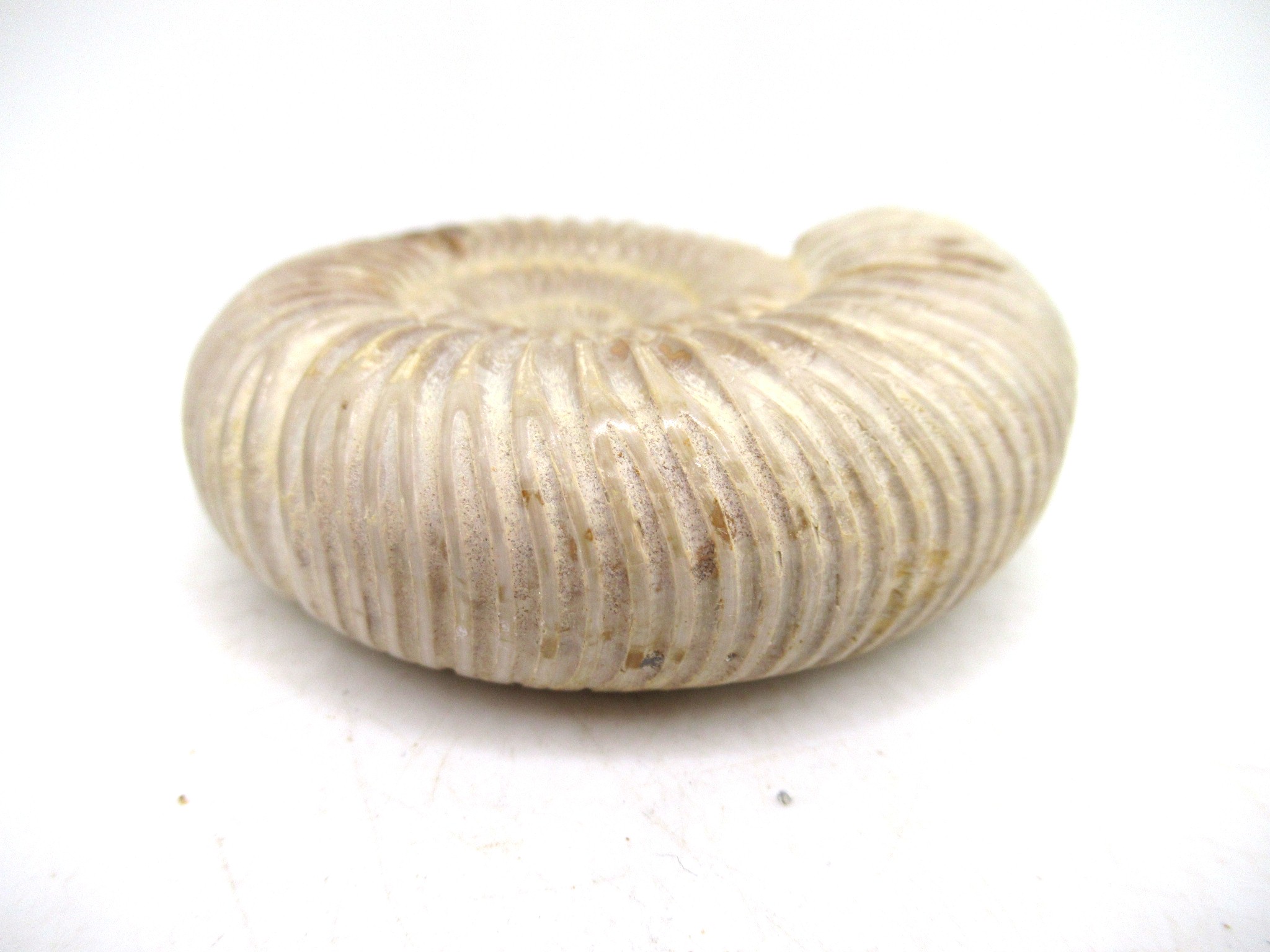 Madagascar Jurassic Perisphinctes Ammonite 43b | Fossils for Sale Genuine Jurassic Age Perisphinctes Ammonite For Sale from Madagascar #43b