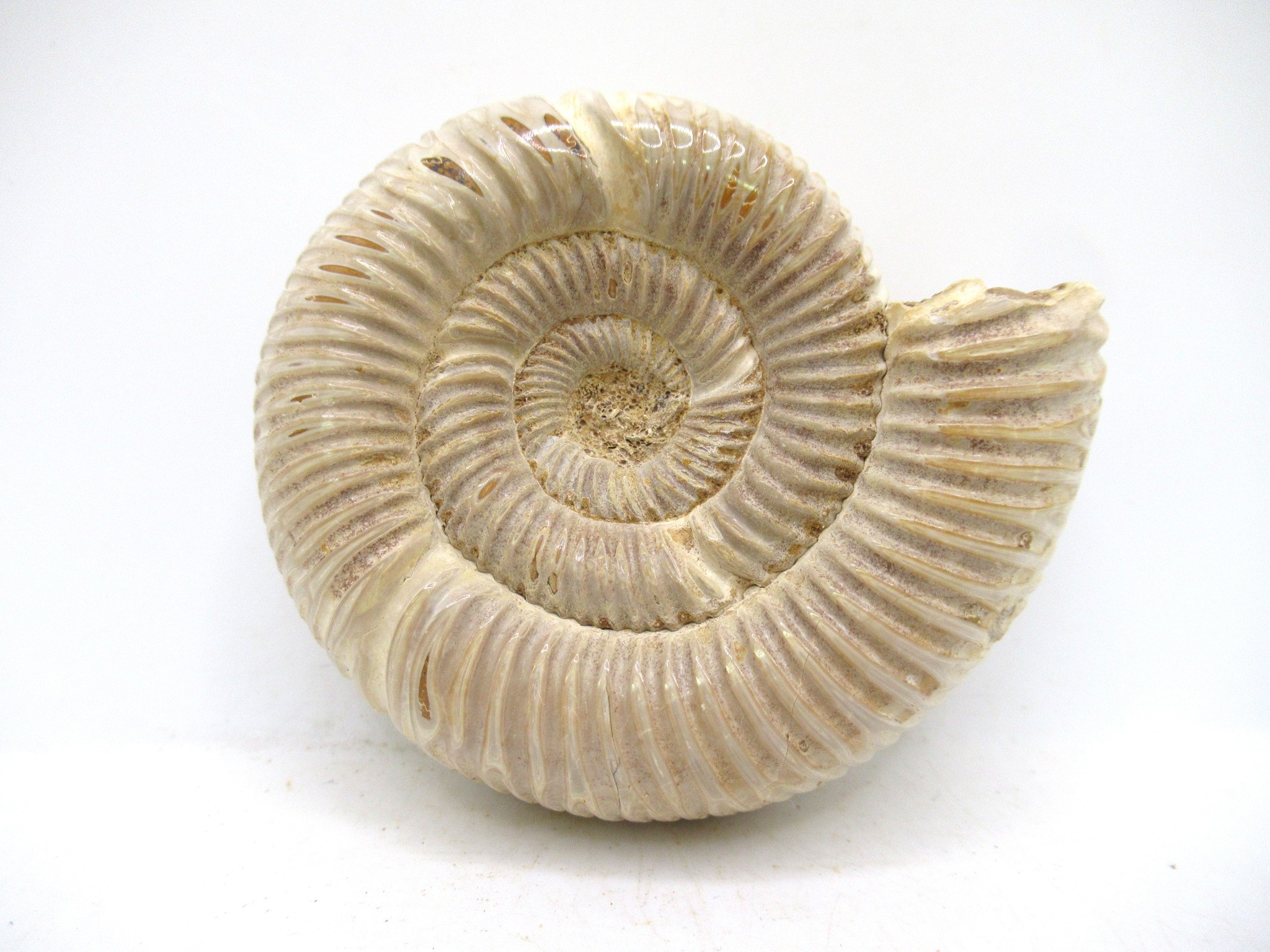 Madagascar Jurassic Perisphinctes Ammonite 44 | Fossils for Sale Genuine Jurassic Age Perisphinctes Ammonite For Sale from Madagascar #44