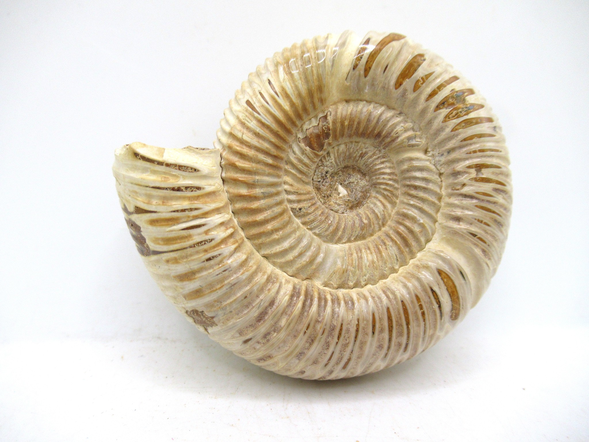 Madagascar Jurassic Perisphinctes Ammonite 44a | Fossils for Sale Genuine Jurassic Age Perisphinctes Ammonite For Sale from Madagascar #44a
