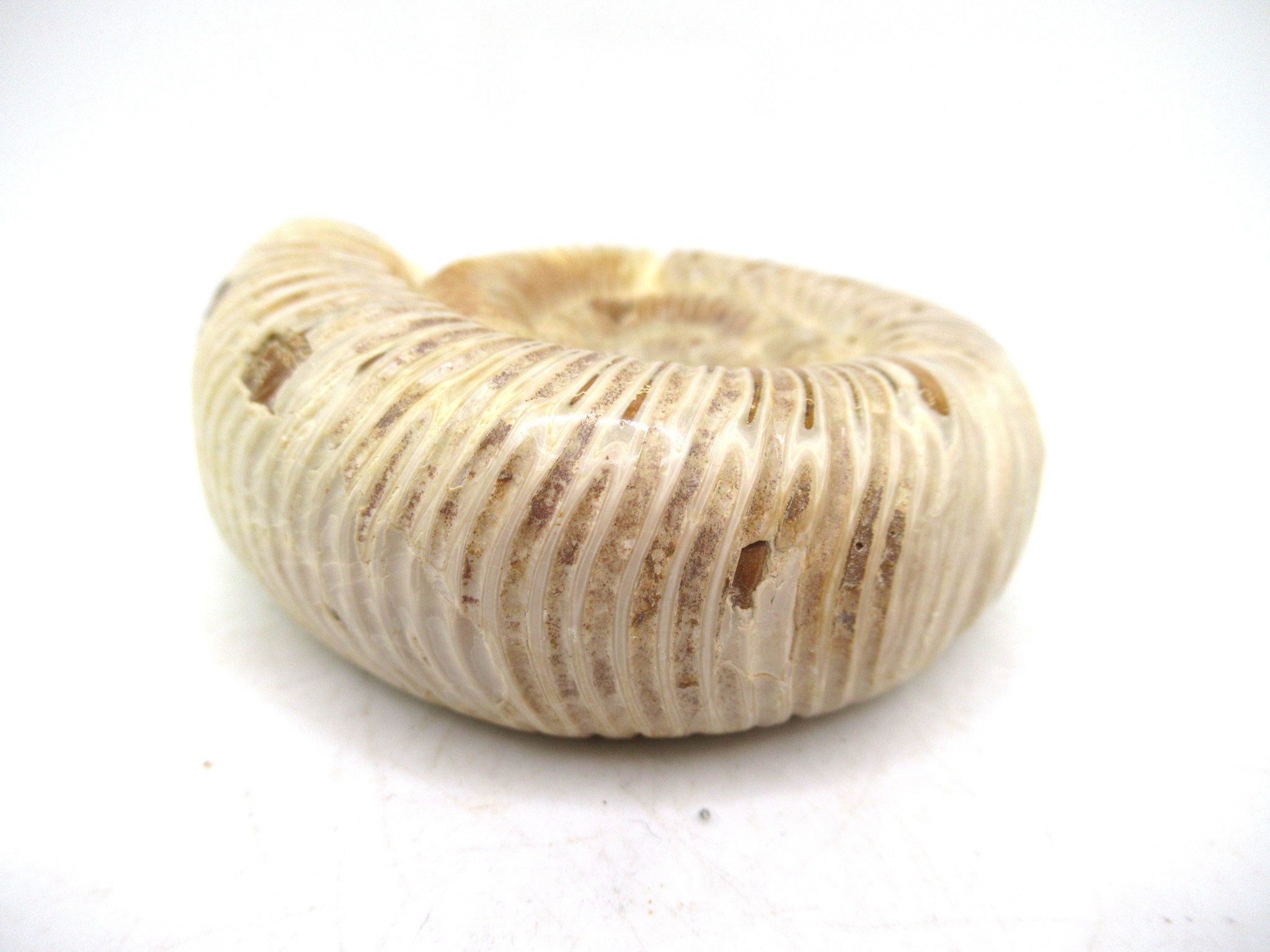 Madagascar Jurassic Perisphinctes Ammonite 44b | Fossils for Sale Genuine Jurassic Age Perisphinctes Ammonite For Sale from Madagascar #44b