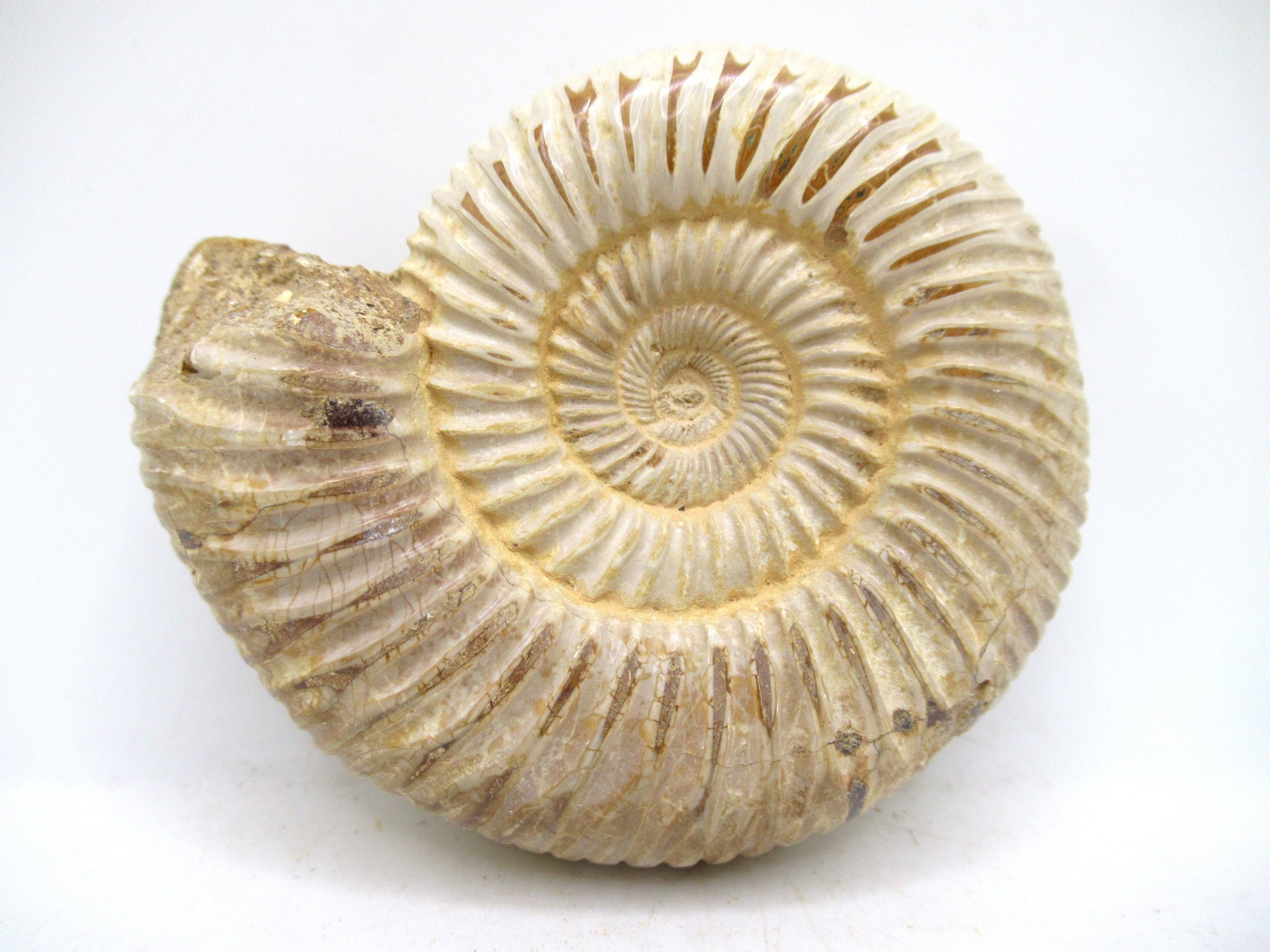 Madagascar Jurassic Perisphinctes Ammonite 45 | Fossils for Sale Genuine Jurassic Age Perisphinctes Ammonite For Sale from Madagascar #45
