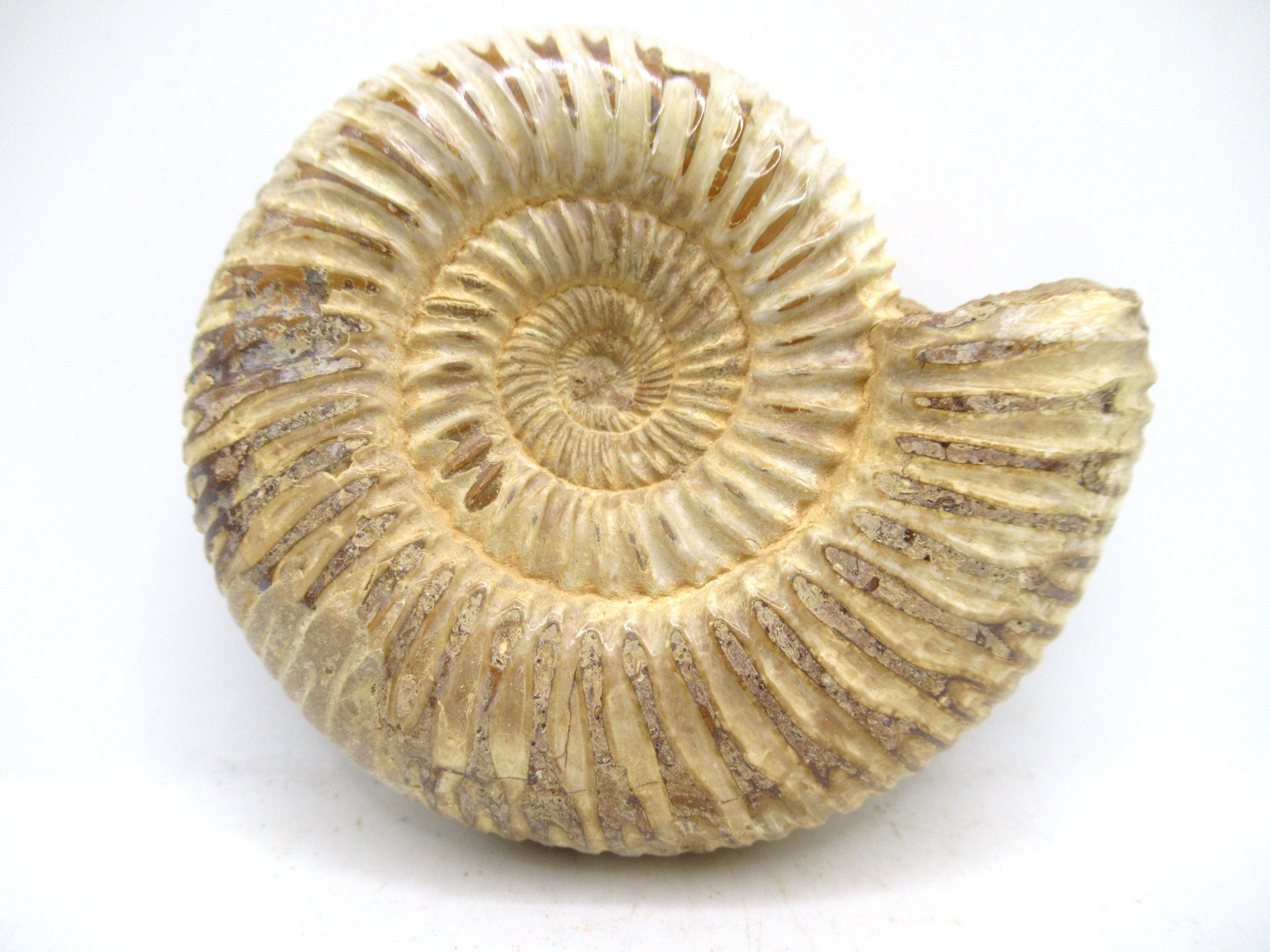 Madagascar Jurassic Perisphinctes Ammonite 45a | Fossils for Sale Genuine Jurassic Age Perisphinctes Ammonite For Sale from Madagascar #45a