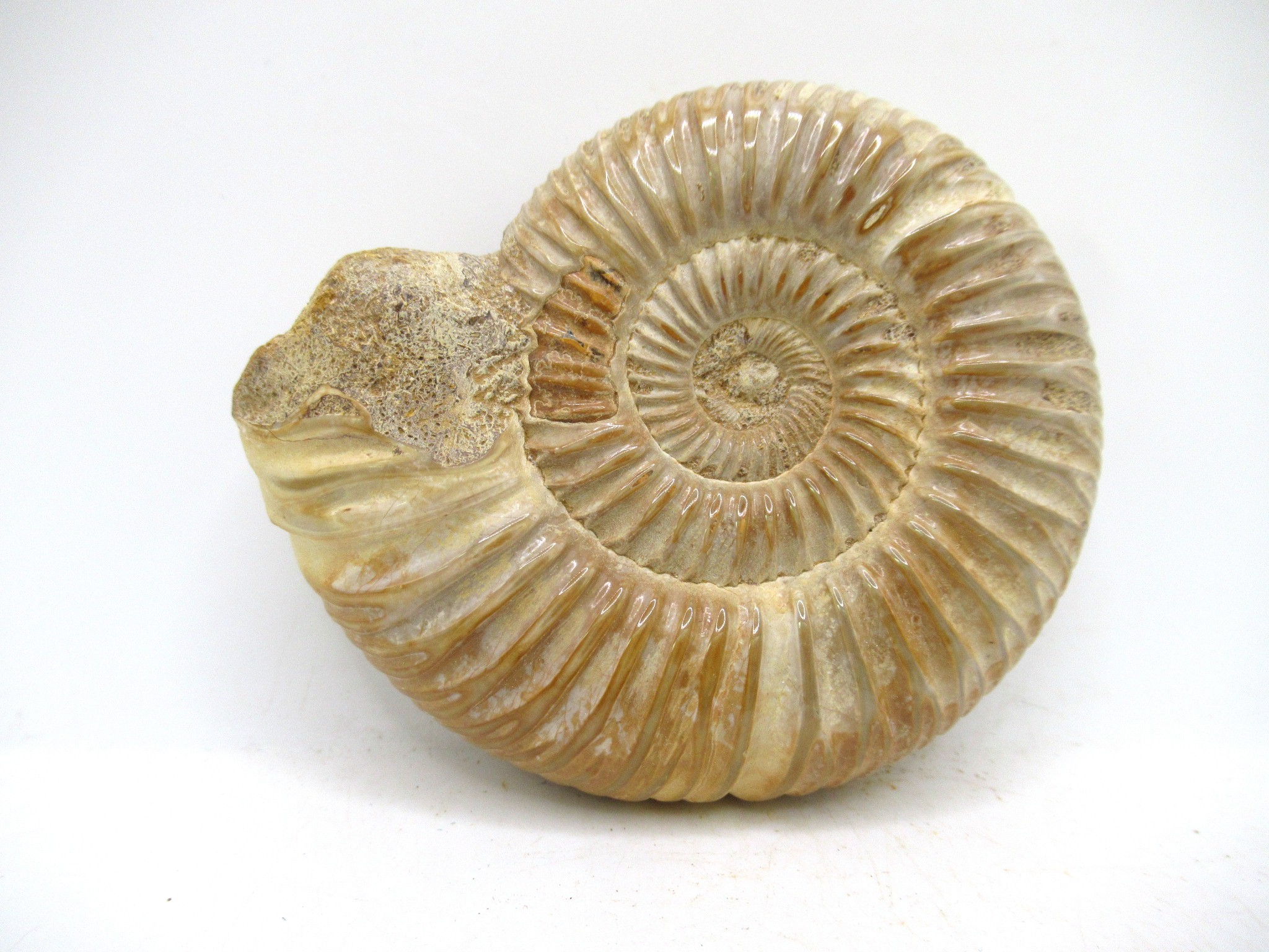 Madagascar Jurassic Perisphinctes Ammonite 46 | Fossils for Sale Genuine Jurassic Age Perisphinctes Ammonite For Sale from Madagascar #46