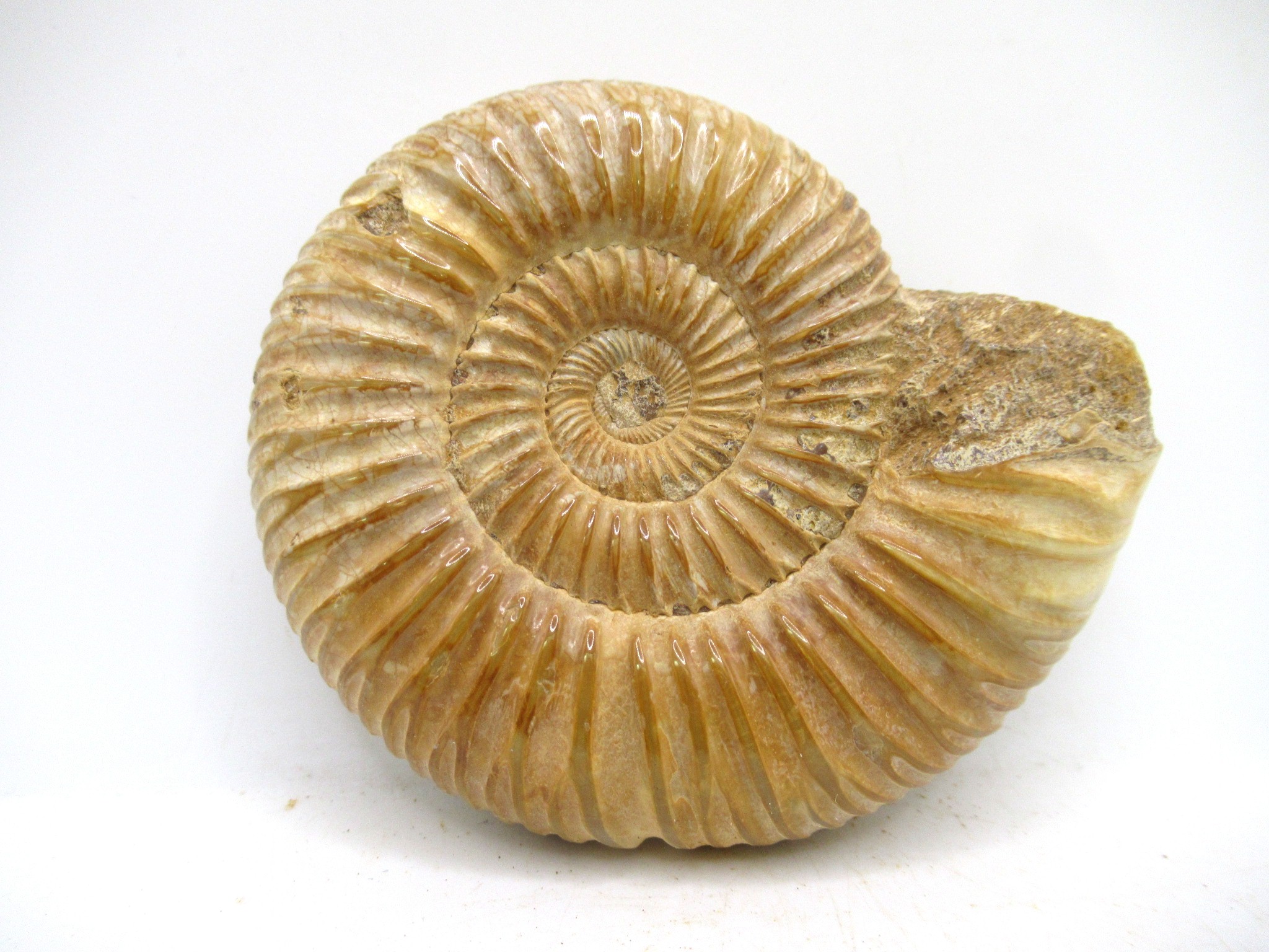 Madagascar Jurassic Perisphinctes Ammonite 46a | Fossils for Sale Genuine Jurassic Age Perisphinctes Ammonite For Sale from Madagascar #46a