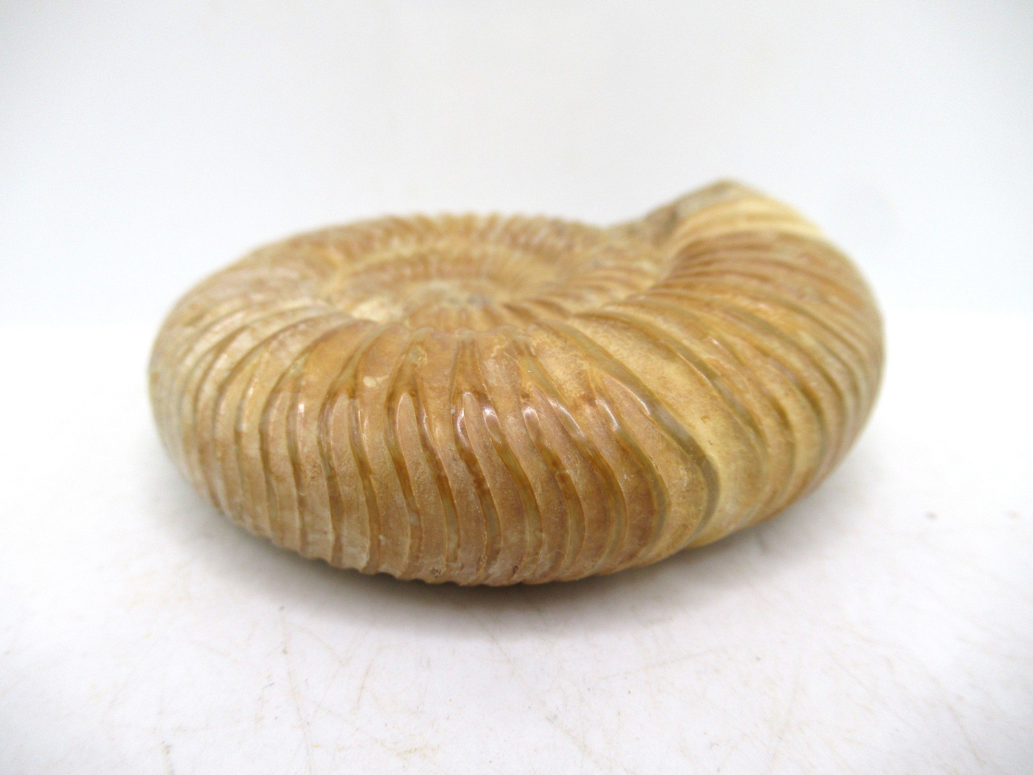 Madagascar Jurassic Perisphinctes Ammonite 46b | Fossils for Sale Genuine Jurassic Age Perisphinctes Ammonite For Sale from Madagascar #46b
