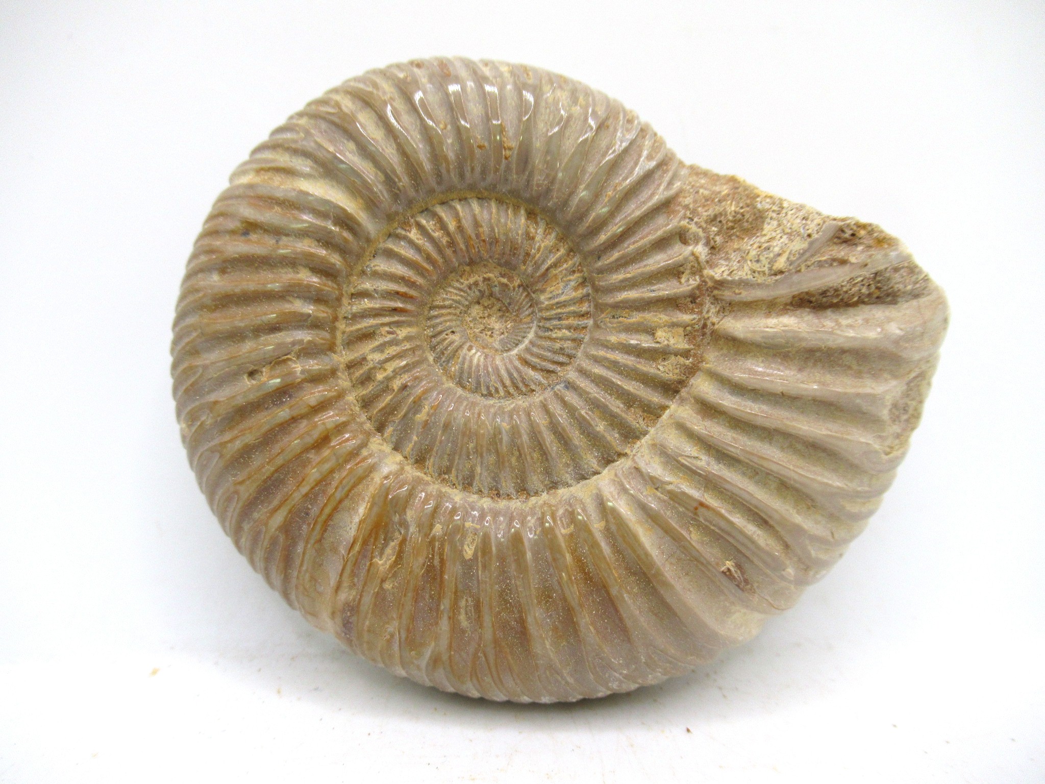 Madagascar Jurassic Perisphinctes Ammonite 47 | Fossils for Sale Genuine Jurassic Age Perisphinctes Ammonite For Sale from Madagascar #47