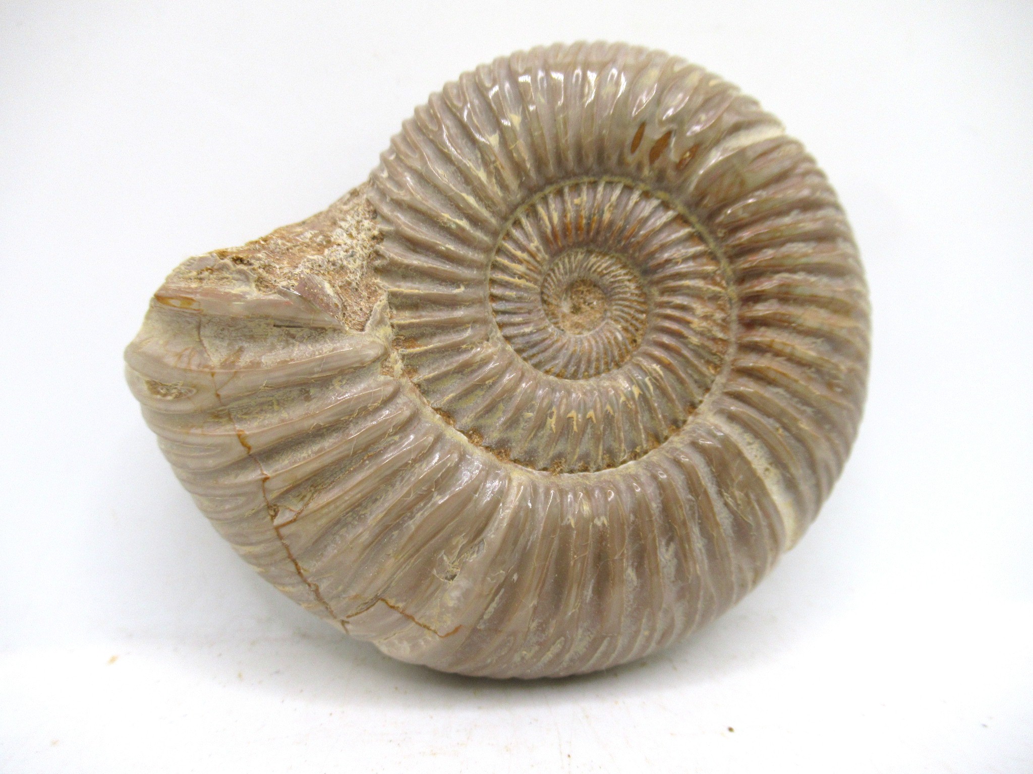 Madagascar Jurassic Perisphinctes Ammonite 47a | Fossils for Sale Genuine Jurassic Age Perisphinctes Ammonite For Sale from Madagascar #47a