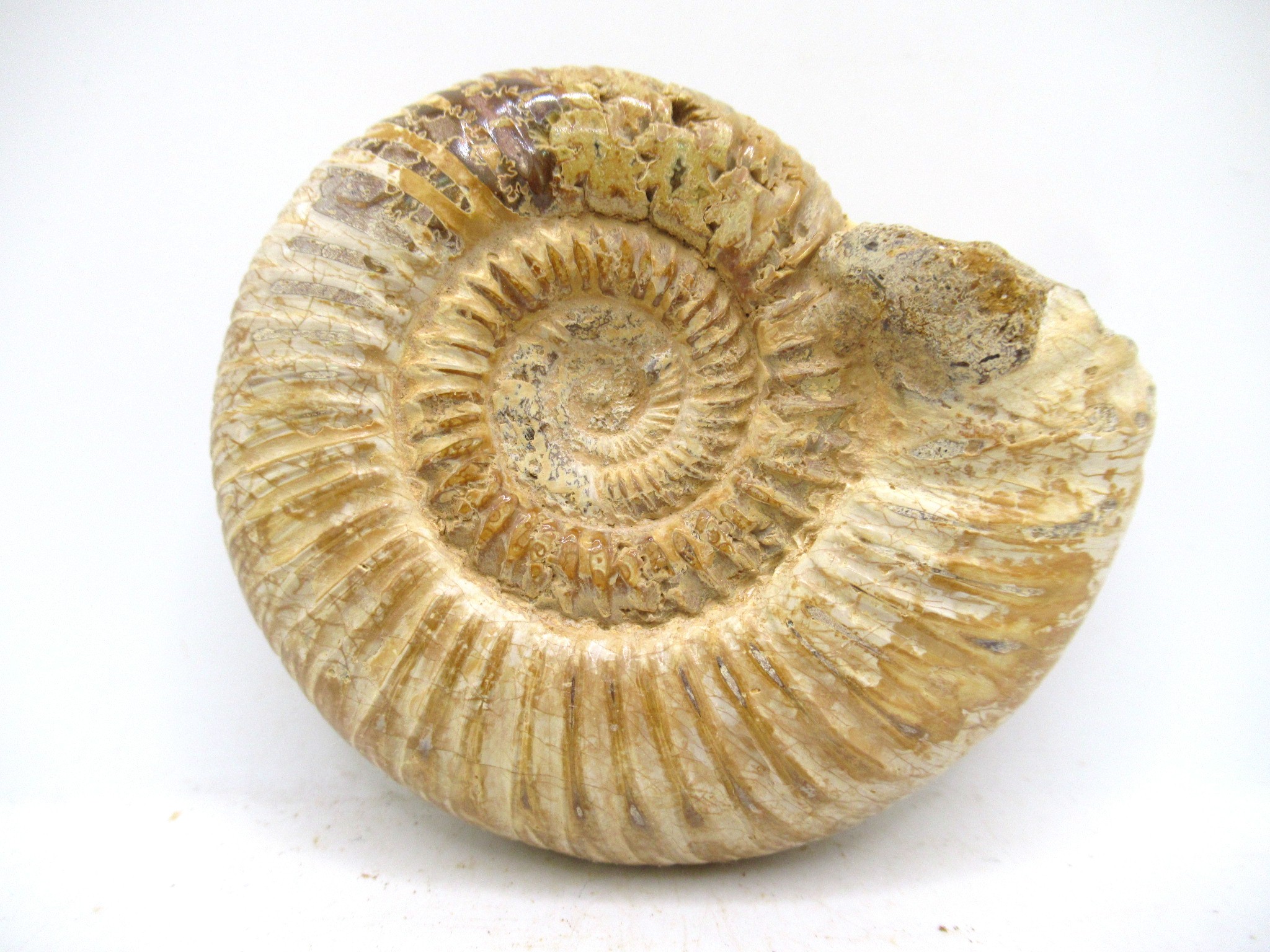 Madagascar Jurassic Perisphinctes Ammonite 48 | Fossils for Sale Genuine Jurassic Age Perisphinctes Ammonite For Sale from Madagascar #48