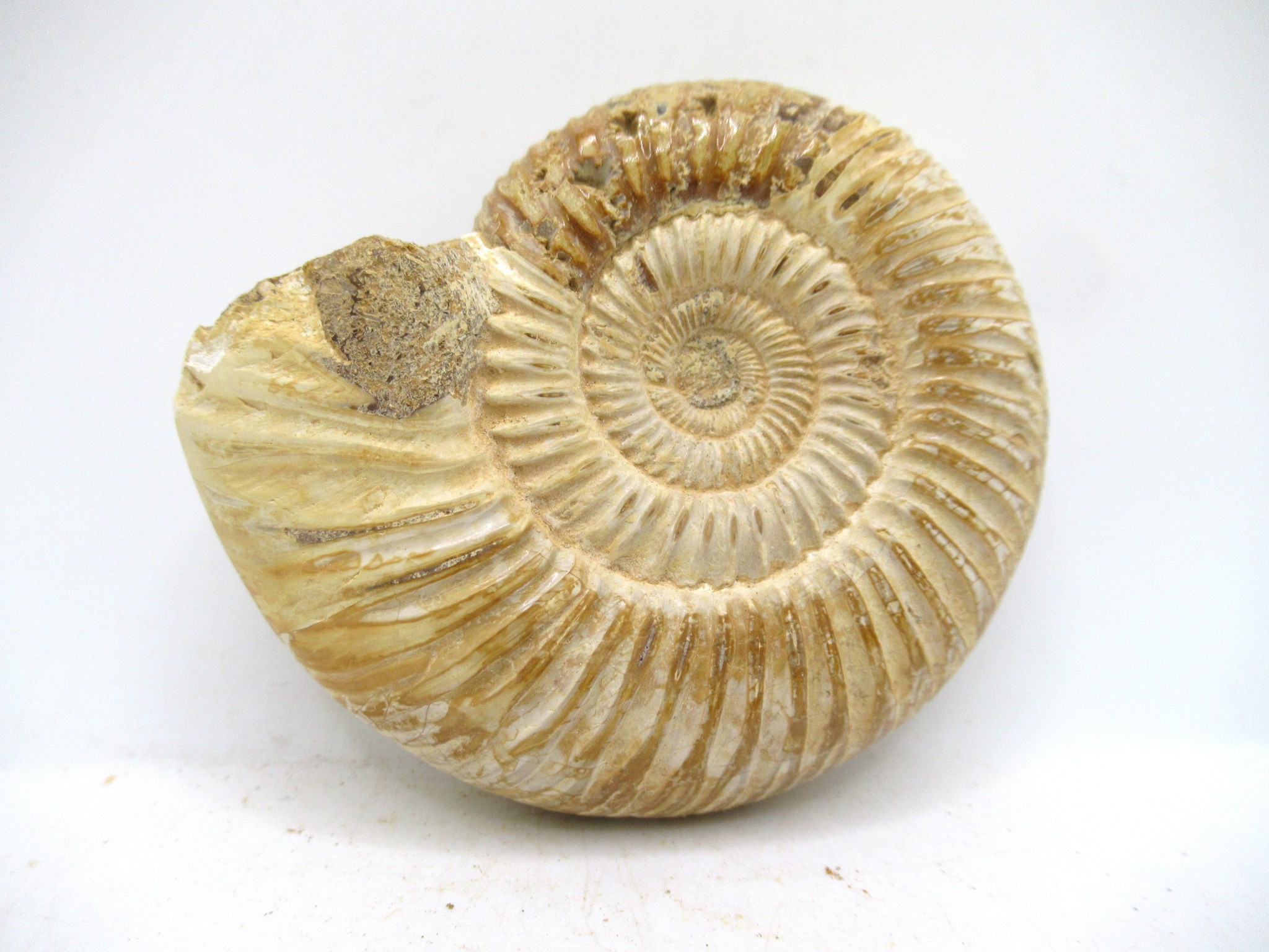 Madagascar Jurassic Perisphinctes Ammonite 48a | Fossils for Sale Genuine Jurassic Age Perisphinctes Ammonite For Sale from Madagascar #48a