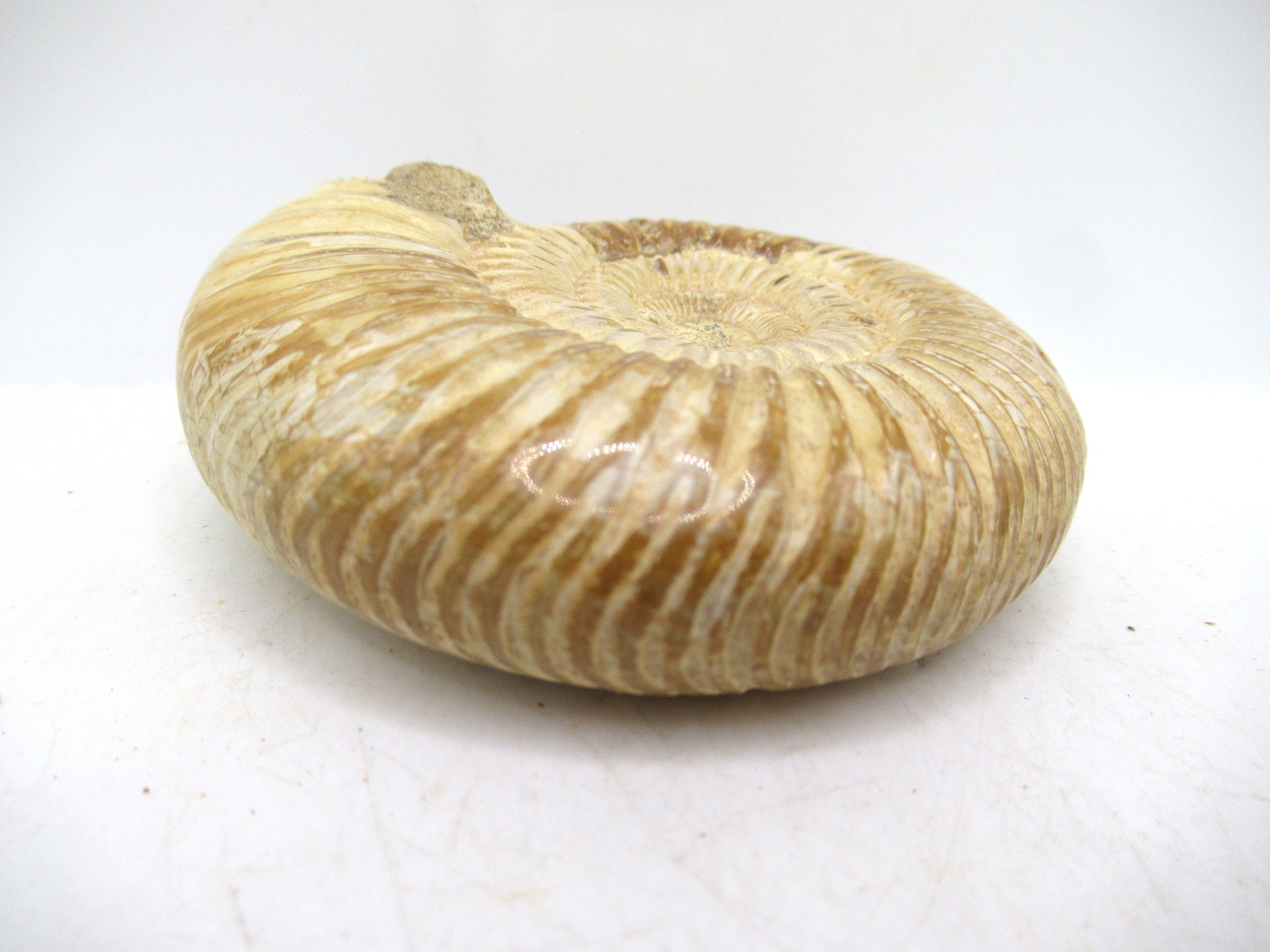 Madagascar Jurassic Perisphinctes Ammonite 48b | Fossils for Sale Genuine Jurassic Age Perisphinctes Ammonite For Sale from Madagascar #48b