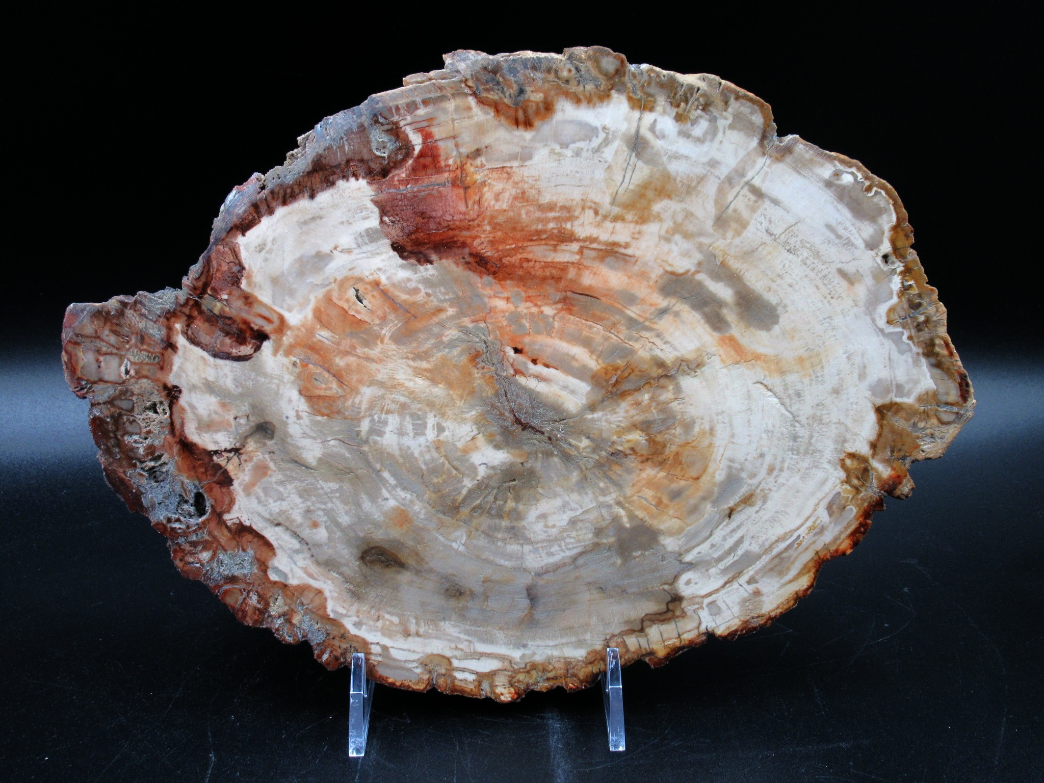 Madagascar Triassic Petrified Wood Slab 64 | Fossils for Sale Genuine Triassic Age Petrified Wood Slab for Sale from Madagascar #64