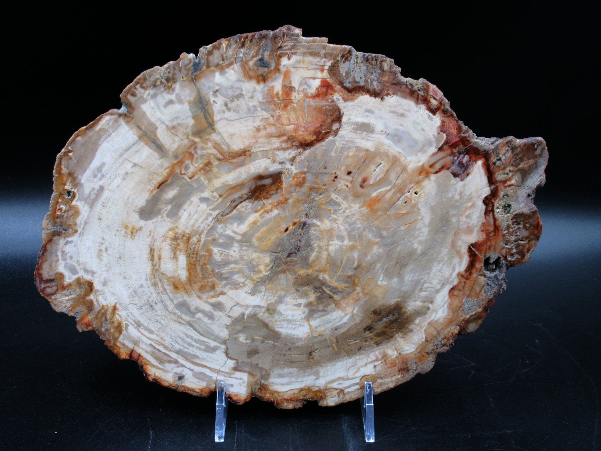 Madagascar Triassic Petrified Wood Slab 64a | Fossils for Sale Genuine Triassic Age Petrified Wood Slab for Sale from Madagascar #64a