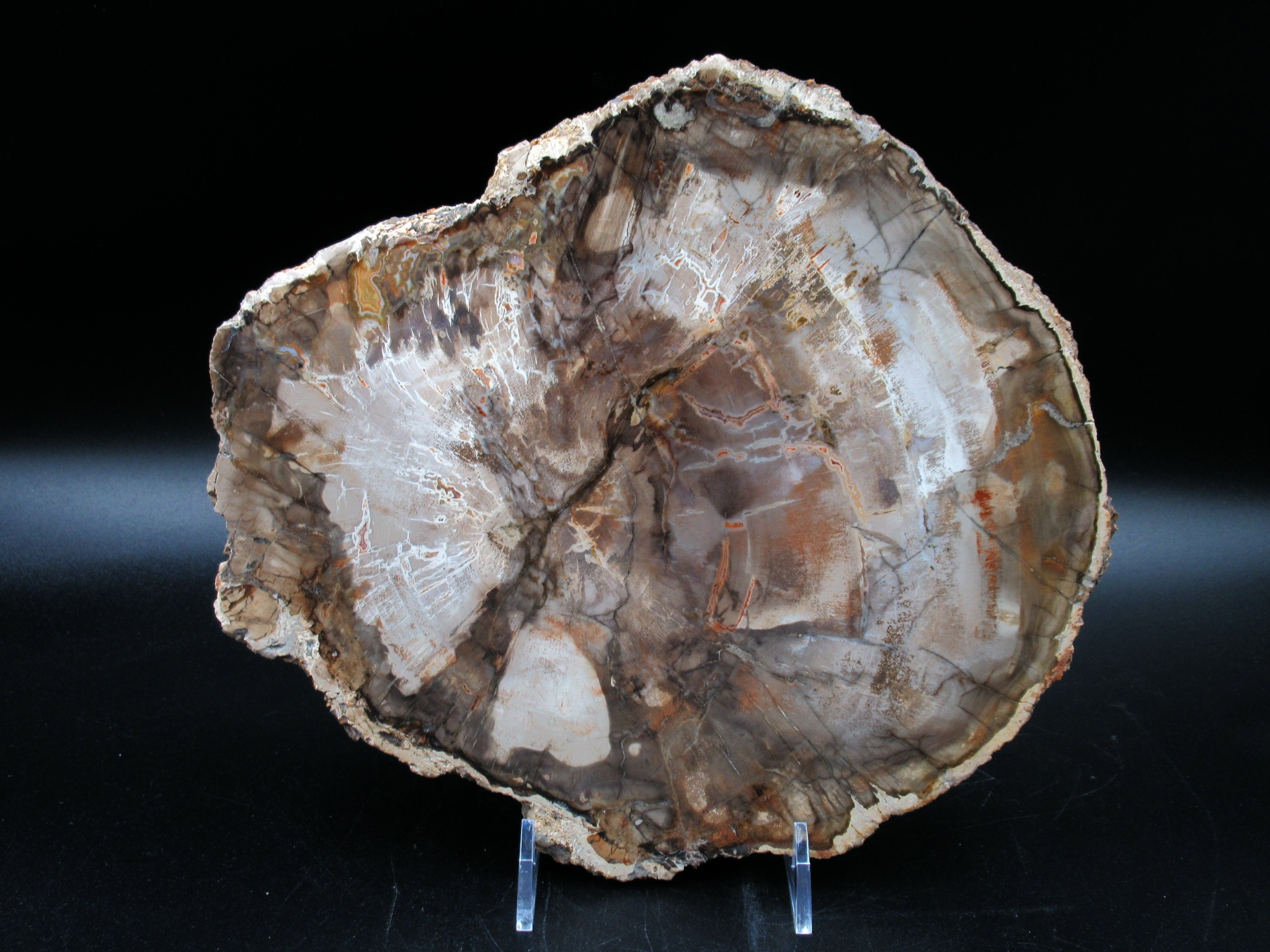 Madagascar Triassic Petrified Wood Slab 65a | Fossils for Sale Genuine Triassic Age Petrified Wood Slab for Sale from Madagascar #65a