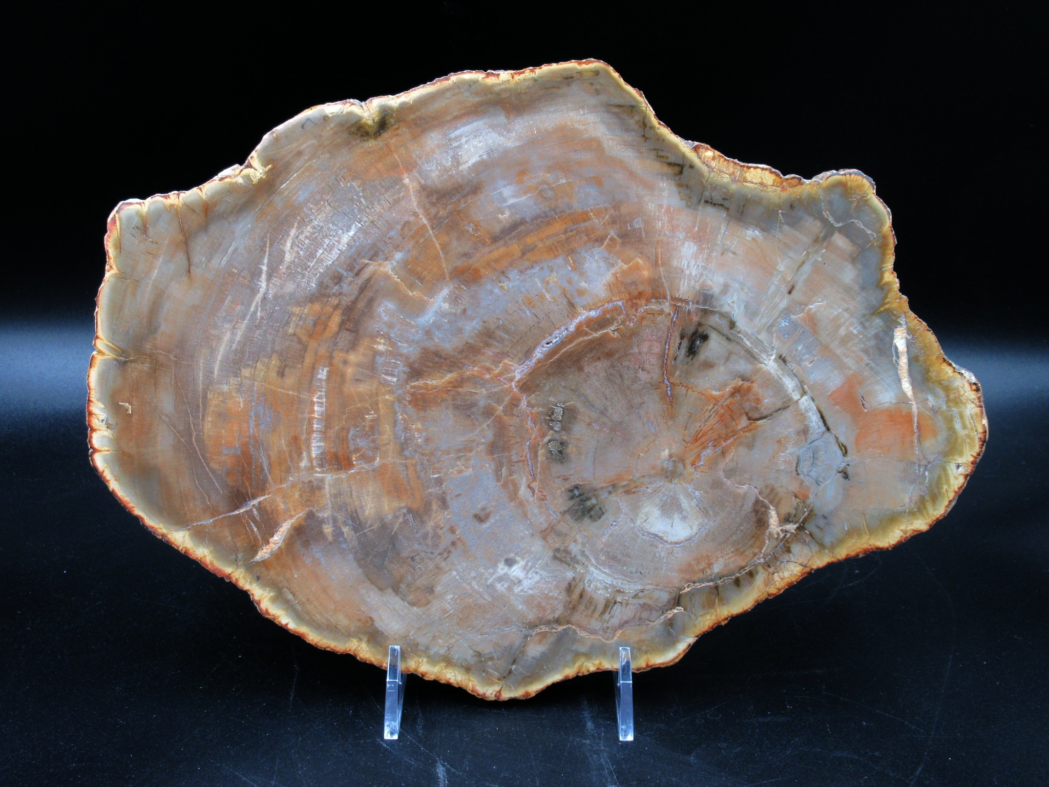 Madagascar Triassic Petrified Wood Slab 66 | Fossils for Sale Genuine Triassic Age Petrified Wood Slab for Sale from Madagascar #66