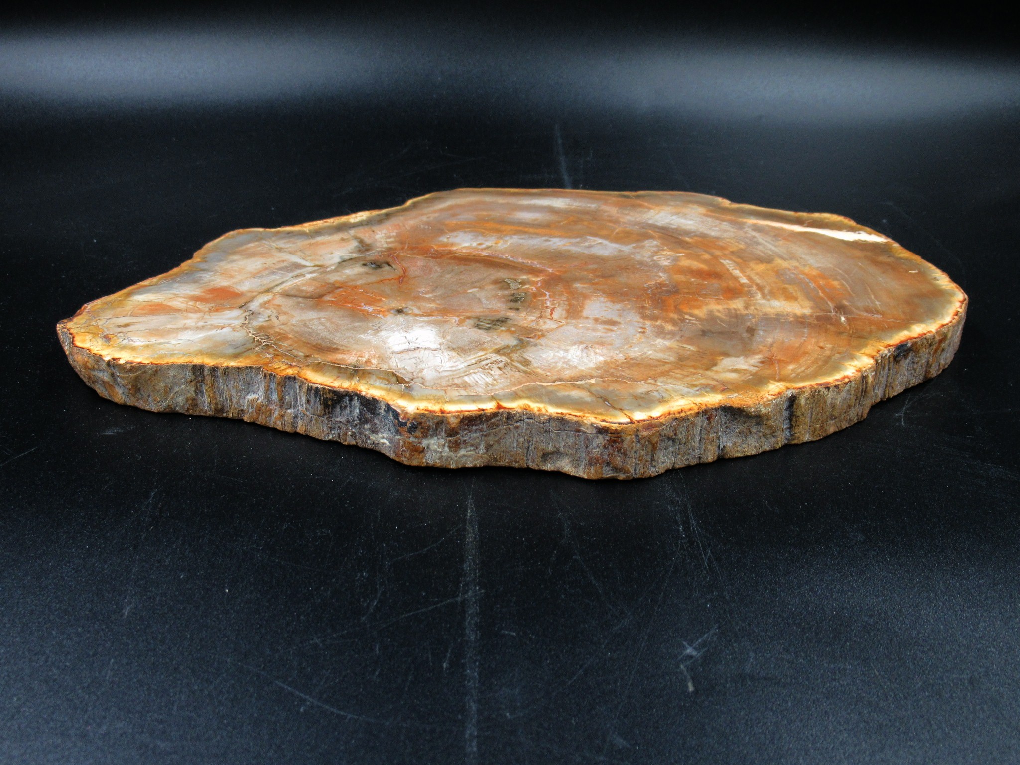 Madagascar Triassic Petrified Wood Slab 66b | Fossils for Sale Genuine Triassic Age Petrified Wood Slab for Sale from Madagascar #66b