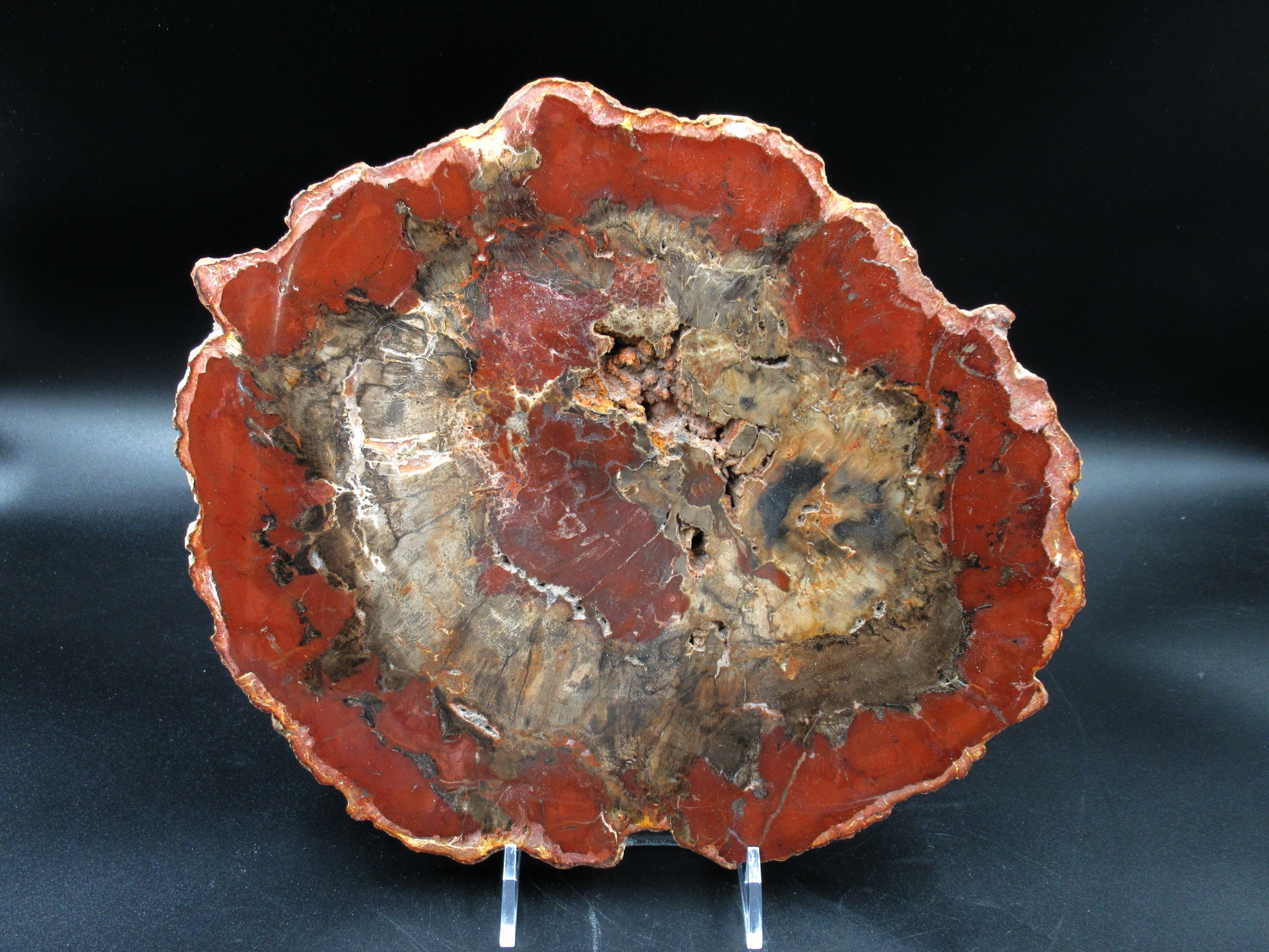 Madagascar Triassic Petrified Wood Slab 67 | Fossils for Sale Genuine Triassic Age Petrified Wood Slab for Sale from Madagascar #67