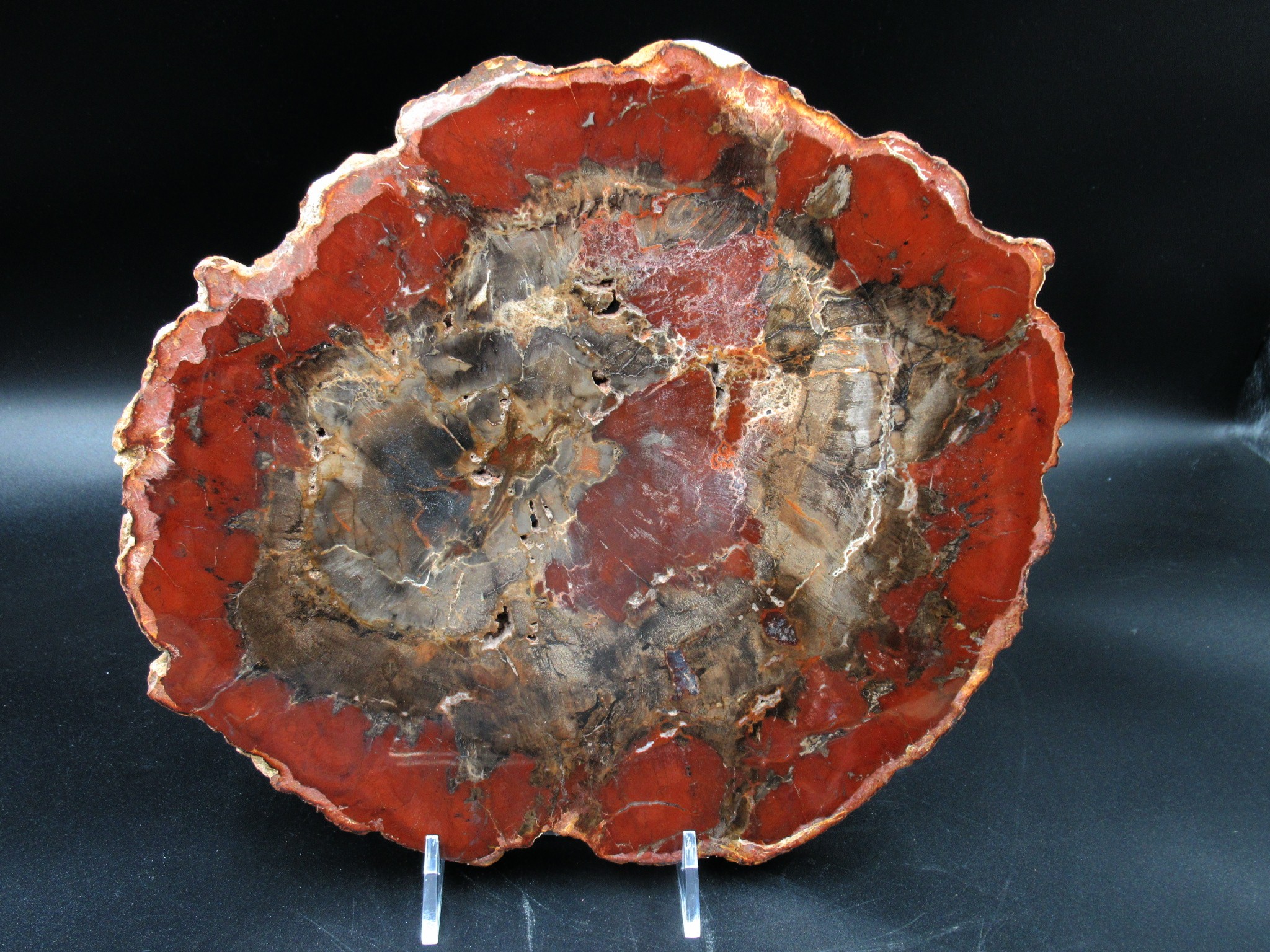 Madagascar Triassic Petrified Wood Slab 67a | Fossils for Sale Genuine Triassic Age Petrified Wood Slab for Sale from Madagascar #67a