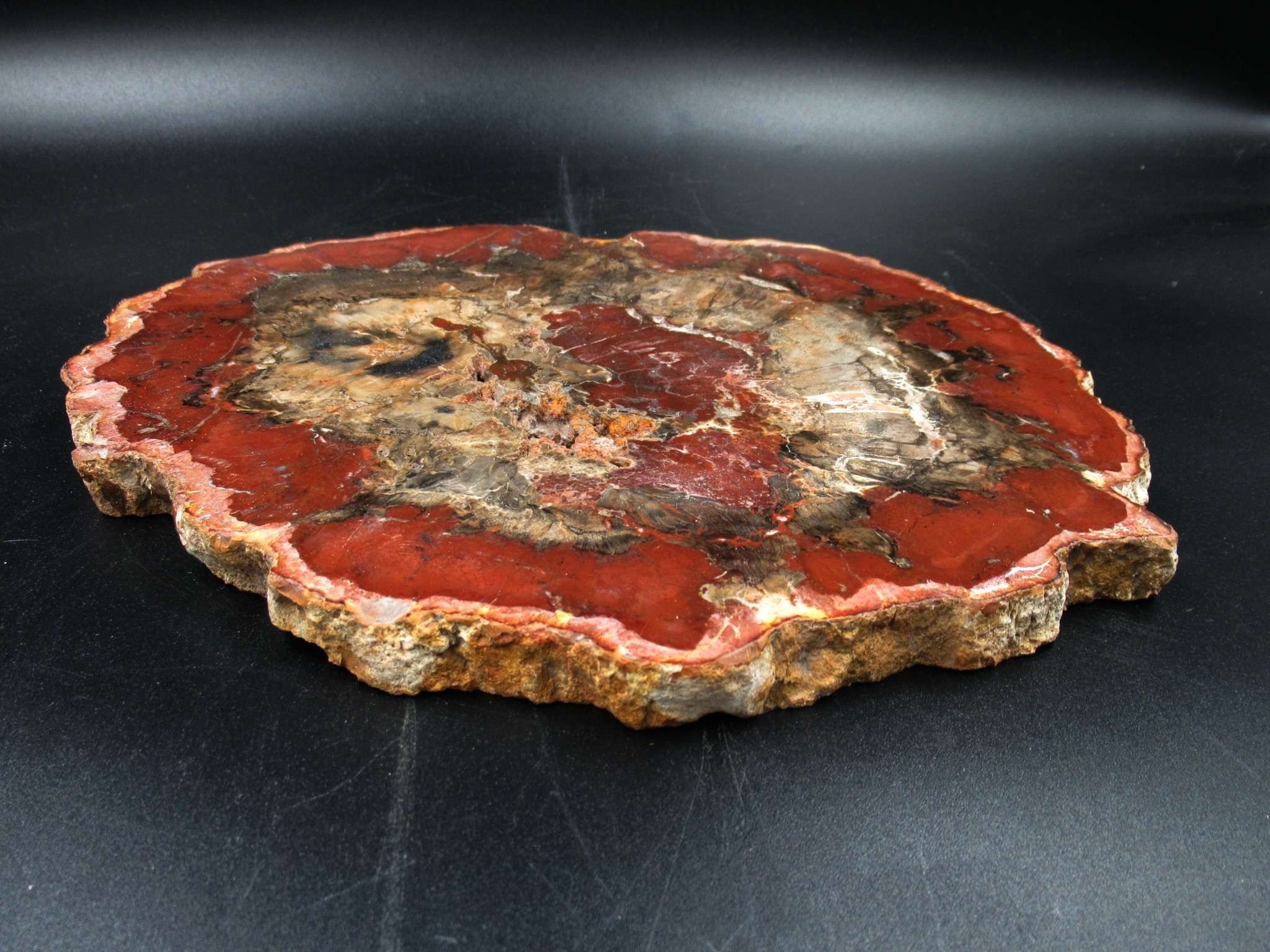 Madagascar Triassic Petrified Wood Slab 67b | Fossils for Sale Genuine Triassic Age Petrified Wood Slab for Sale from Madagascar #67b