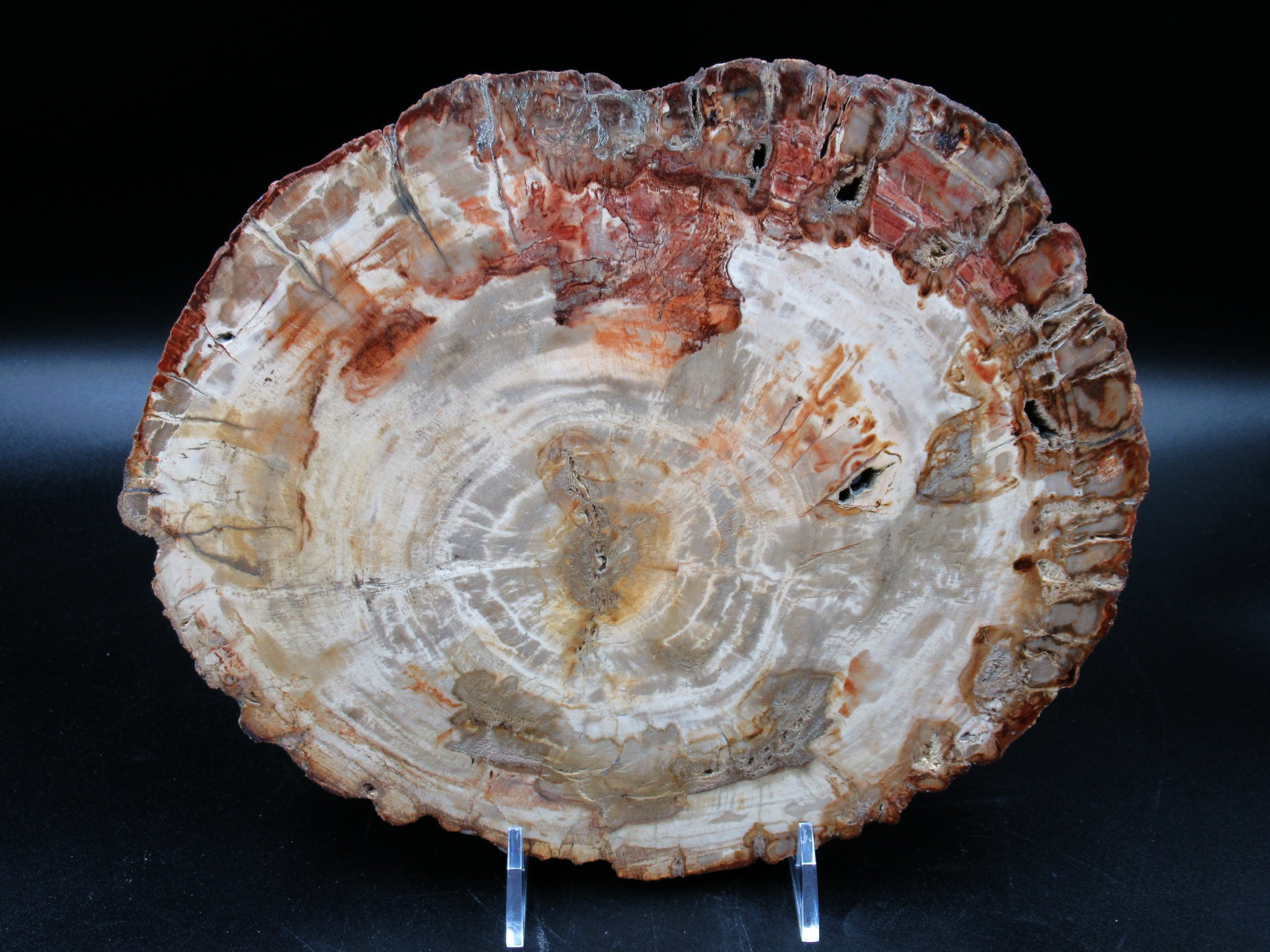 Madagascar Triassic Petrified Wood Slab 68 | Fossils for Sale Genuine Triassic Age Petrified Wood Slab for Sale from Madagascar #68