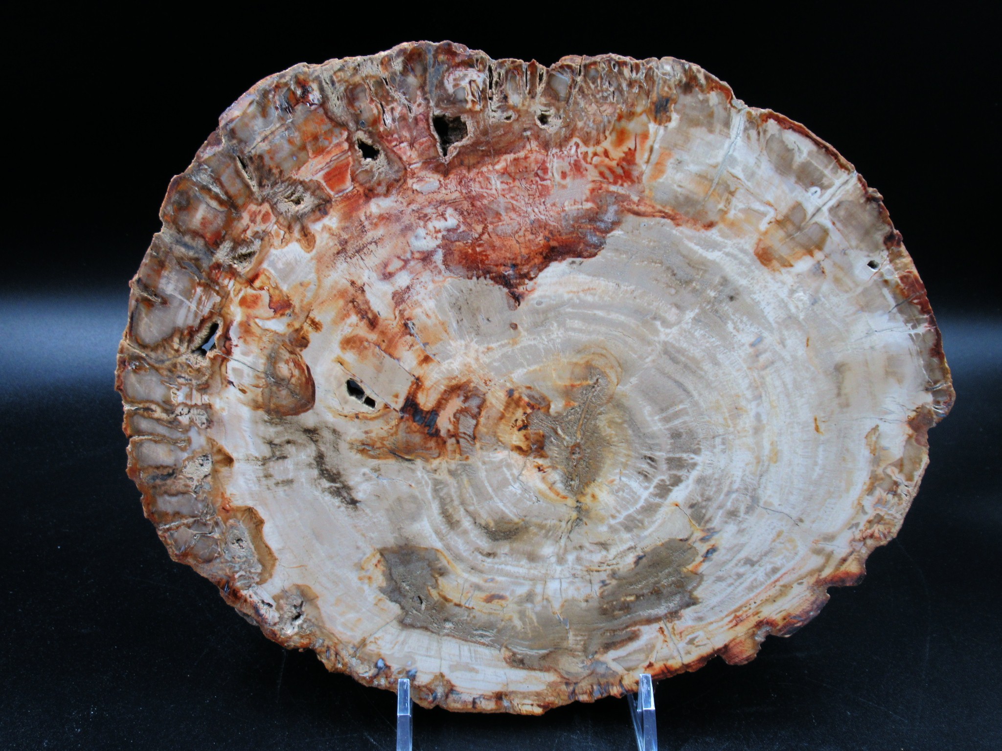 Madagascar Triassic Petrified Wood Slab 68a | Fossils for Sale Genuine Triassic Age Petrified Wood Slab for Sale from Madagascar #68a