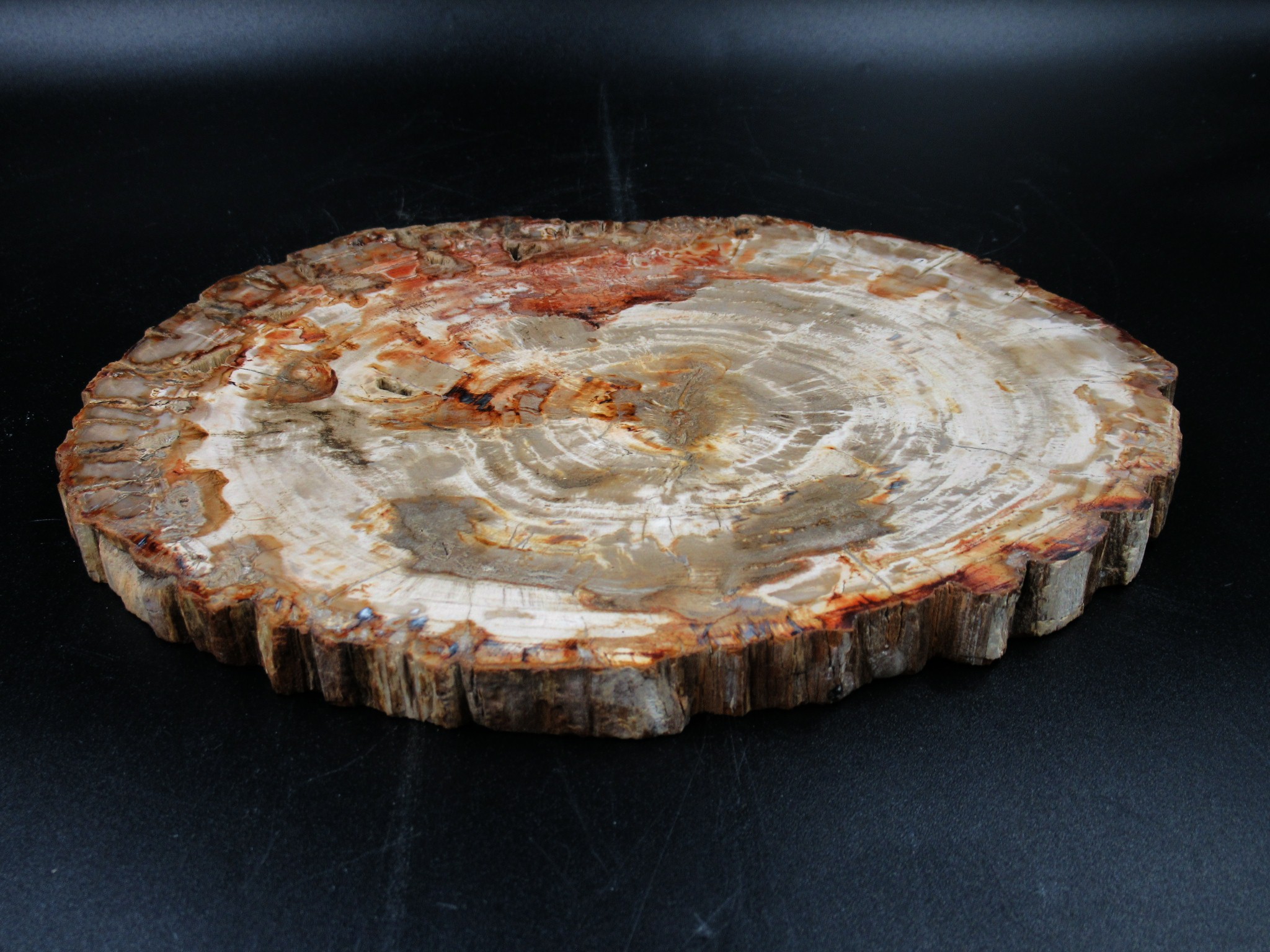 Madagascar Triassic Petrified Wood Slab 68b | Fossils for Sale Genuine Triassic Age Petrified Wood Slab for Sale from Madagascar #68b