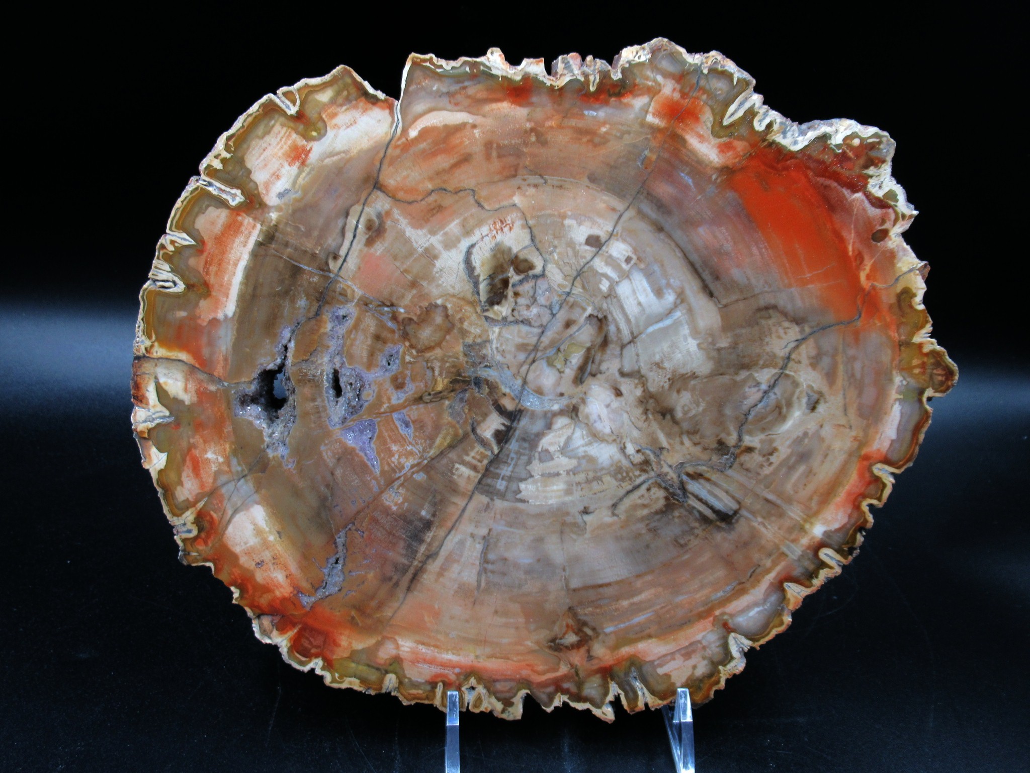 Madagascar Triassic Petrified Wood Slab 69 | Fossils for Sale Genuine Triassic Age Petrified Wood Slab for Sale from Madagascar #69