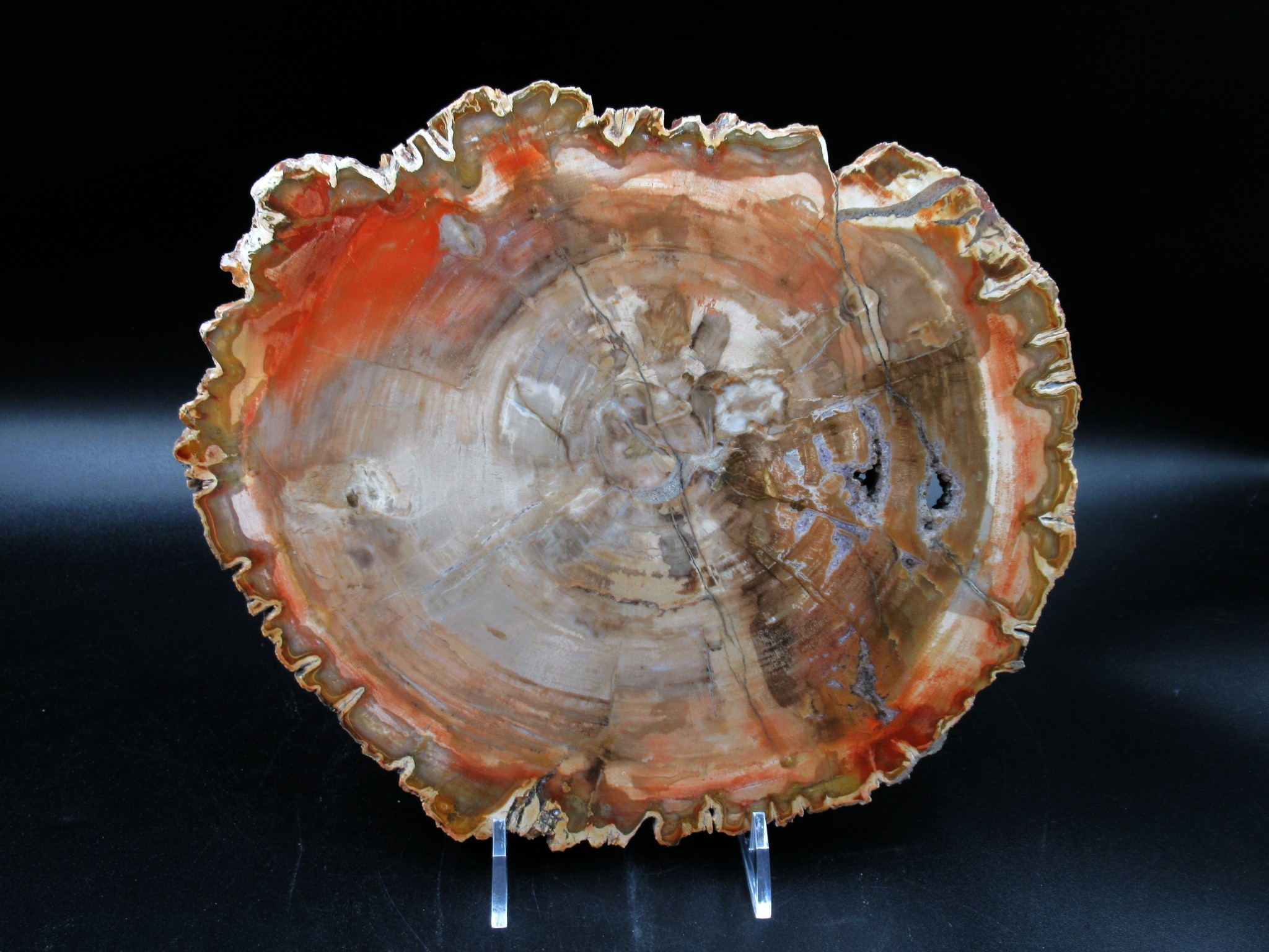 madagascar cretaceous ammonite pair 48a