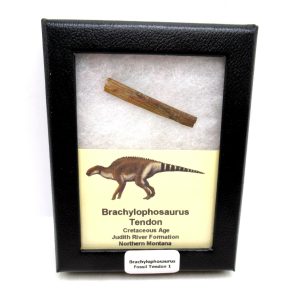 General Cretaceous Age Brachylophosaurus Tendon Fossils From Montana For Sale #1