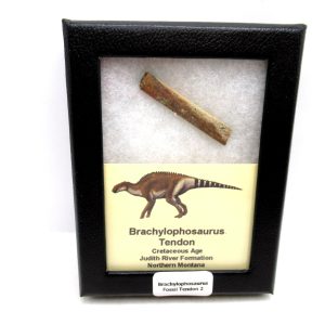 General Cretaceous Age Brachylophosaurus Tendon Fossils From Montana For Sale #2