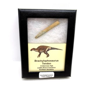 General Cretaceous Age Brachylophosaurus Tendon Fossils From Montana For Sale #3