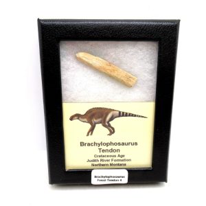 General Cretaceous Age Brachylophosaurus Tendon Fossils From Montana For Sale #4
