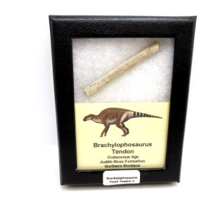 General Cretaceous Age Brachylophosaurus Tendon Fossils From Montana For Sale #5