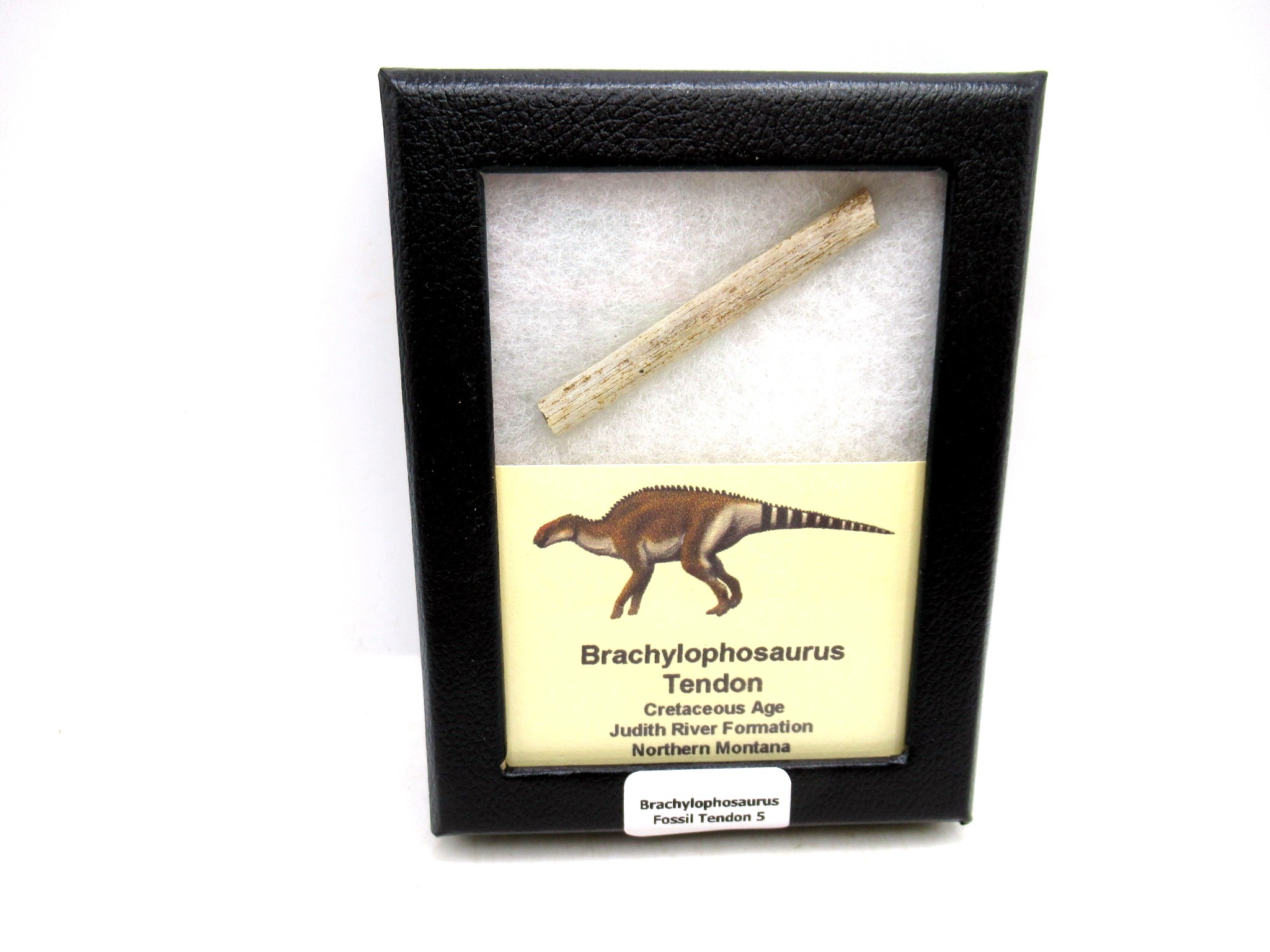 Montana Cretaceous Brachylophosaurus Tendon 5 | Fossils for Sale General Cretaceous Age Brachylophosaurus Tendon Fossils From Montana For Sale #5