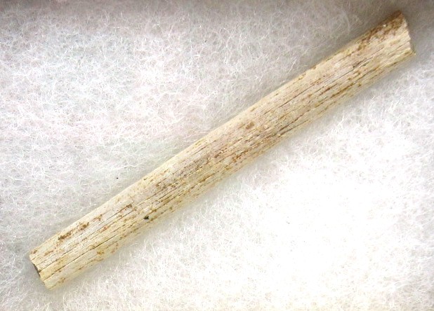 Montana Cretaceous Brachylophosaurus Tendon 5a | Fossils for Sale General Cretaceous Age Brachylophosaurus Tendon Fossils From Montana For Sale #5a