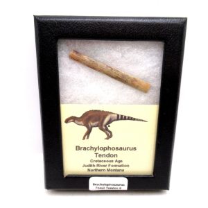 General Cretaceous Age Brachylophosaurus Tendon Fossils From Montana For Sale #6