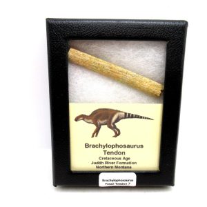 General Cretaceous Age Brachylophosaurus Tendon Fossils From Montana For Sale #7