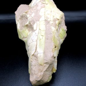 Oreodont Skull Genuine Wyoming Fossil for Sale #36
